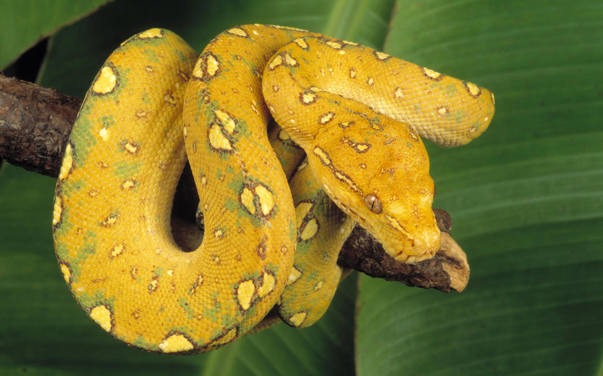 Animals Reptiles Yellow Snake 016435  