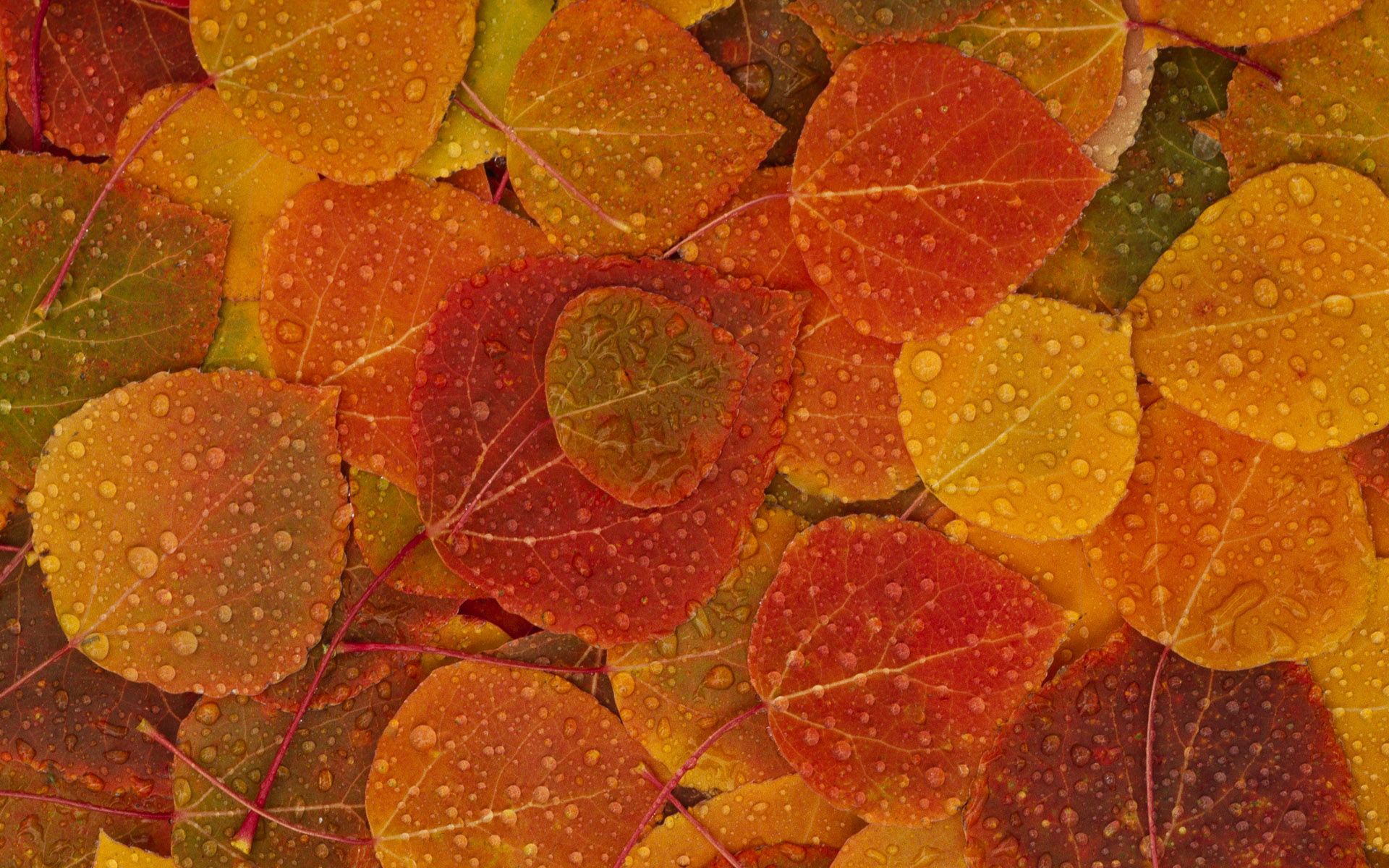 Autumn Texture wallpapers and images - wallpapers, pictures, photos