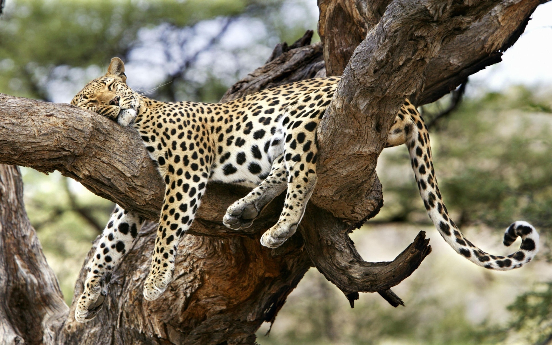 Big cat on a tree wallpapers and images - wallpapers ...