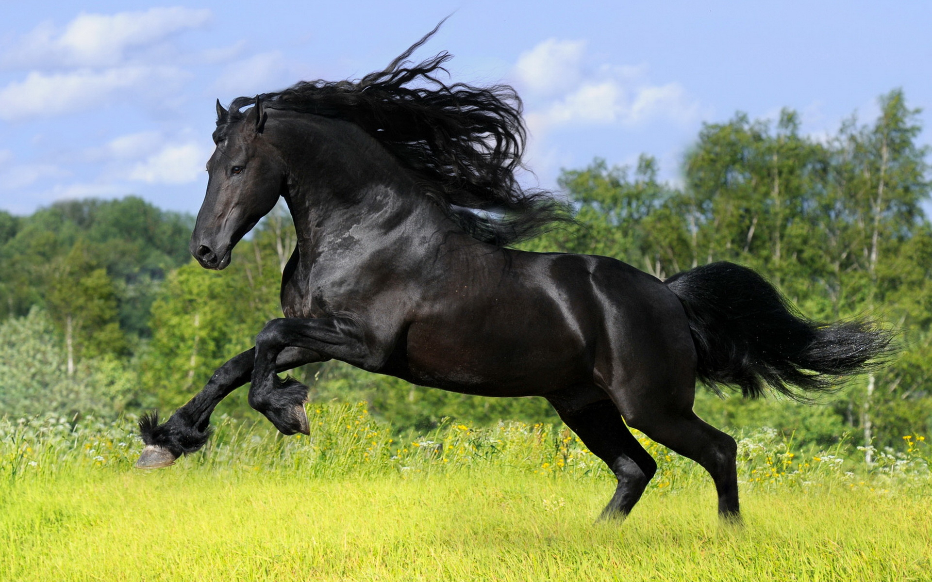 Animals_Horses_Black_horse_025156_.jpg