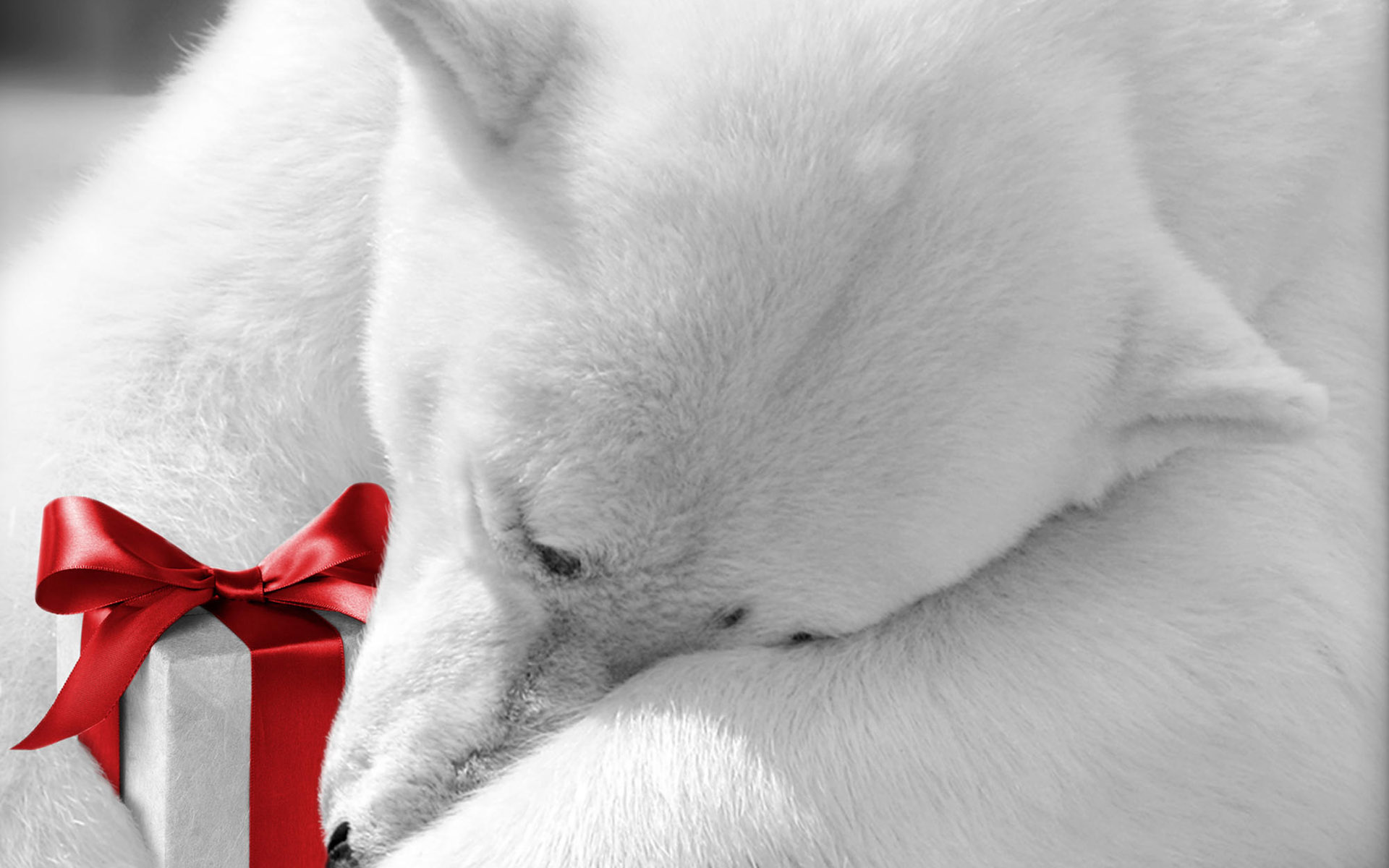 Previous, Christmas wallpapers - Polar bear with a gift wallpaper