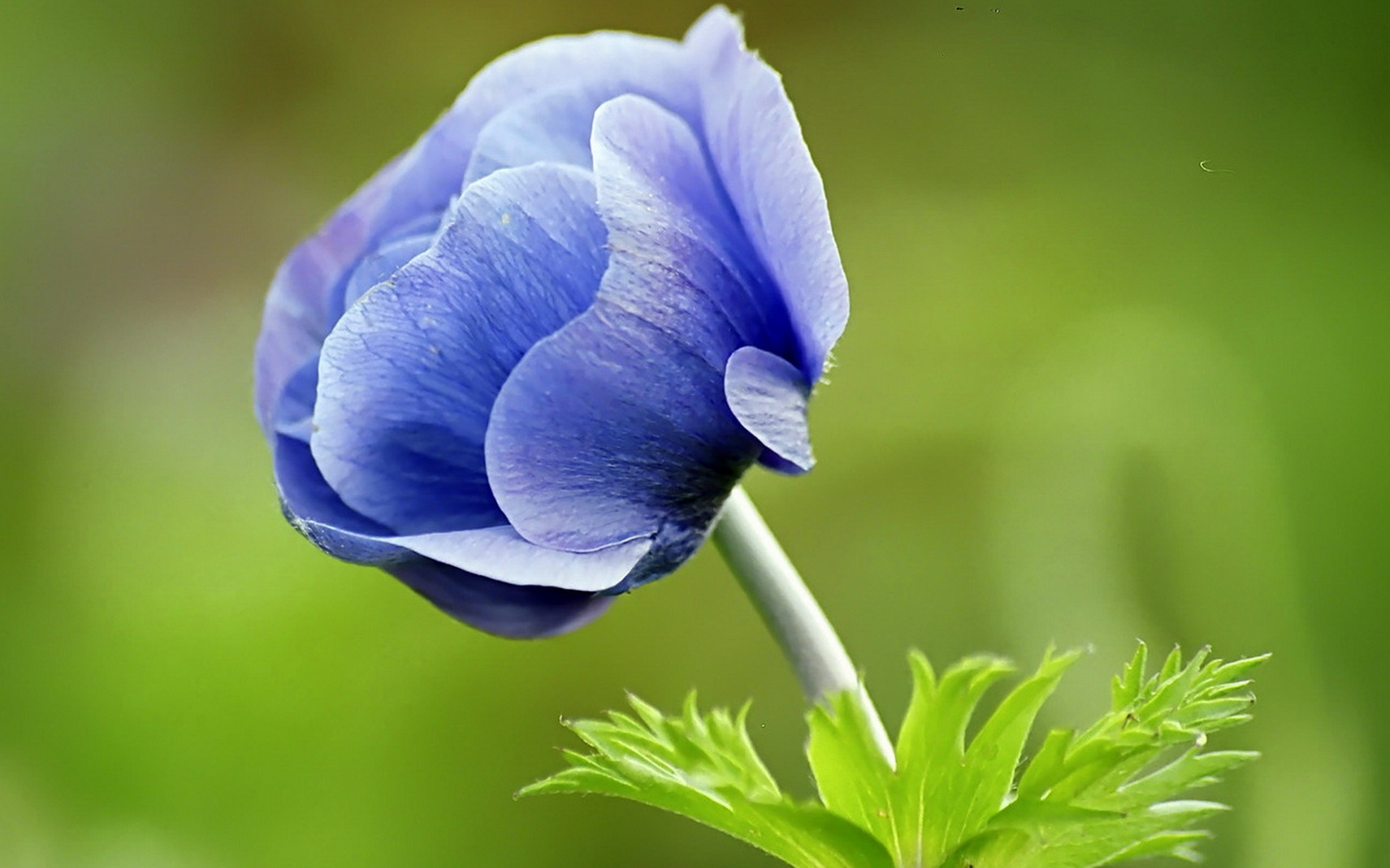 Nature_Flowers_Blue_flower_020642_.jpg