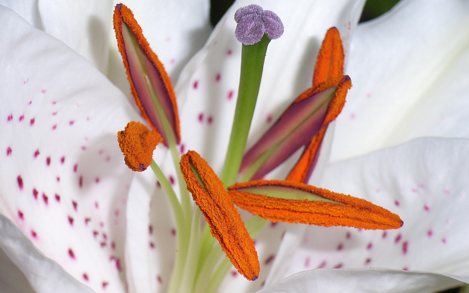 Flower pollen pistil stamen