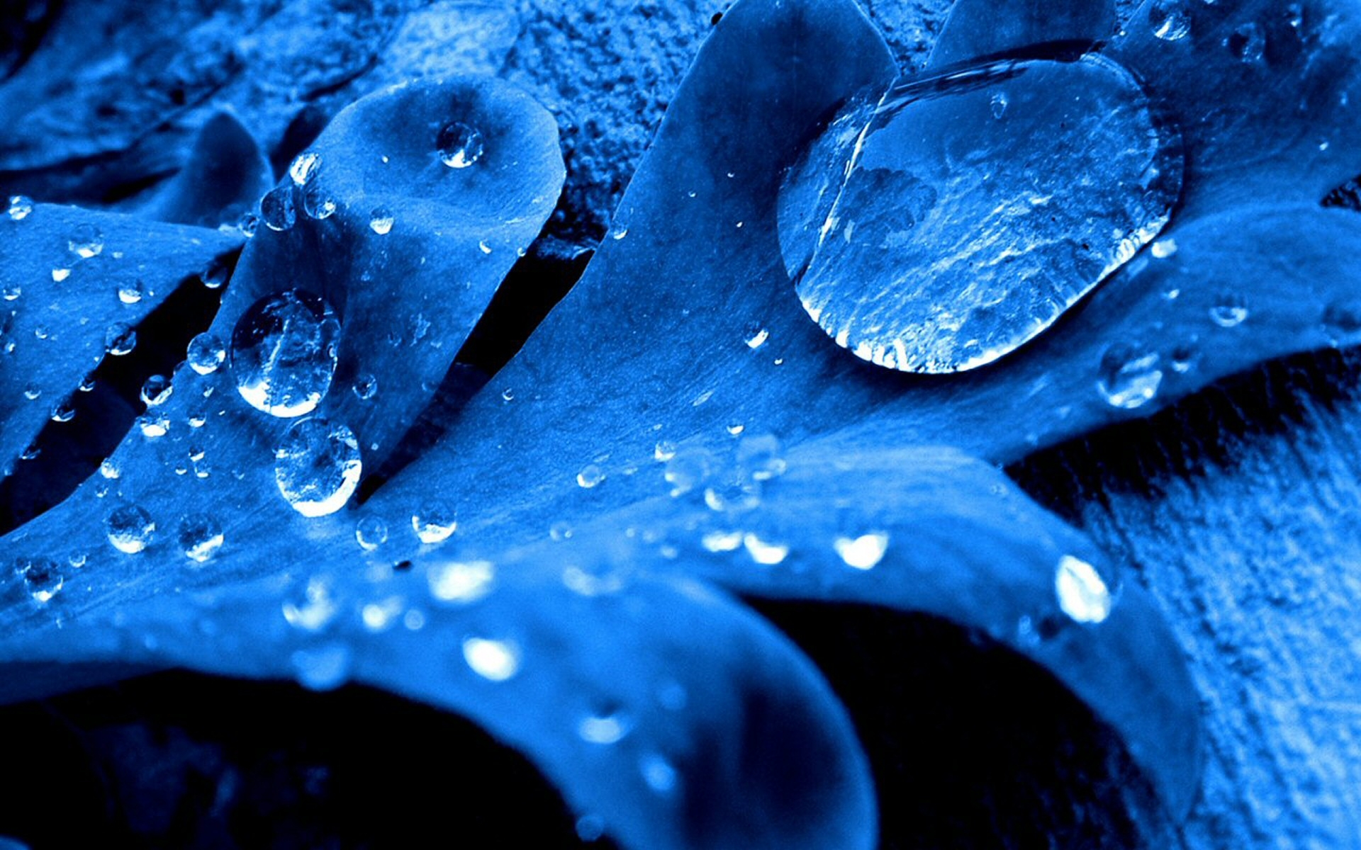 Dark blue leaf wallpapers and images wallpapers pictures photos