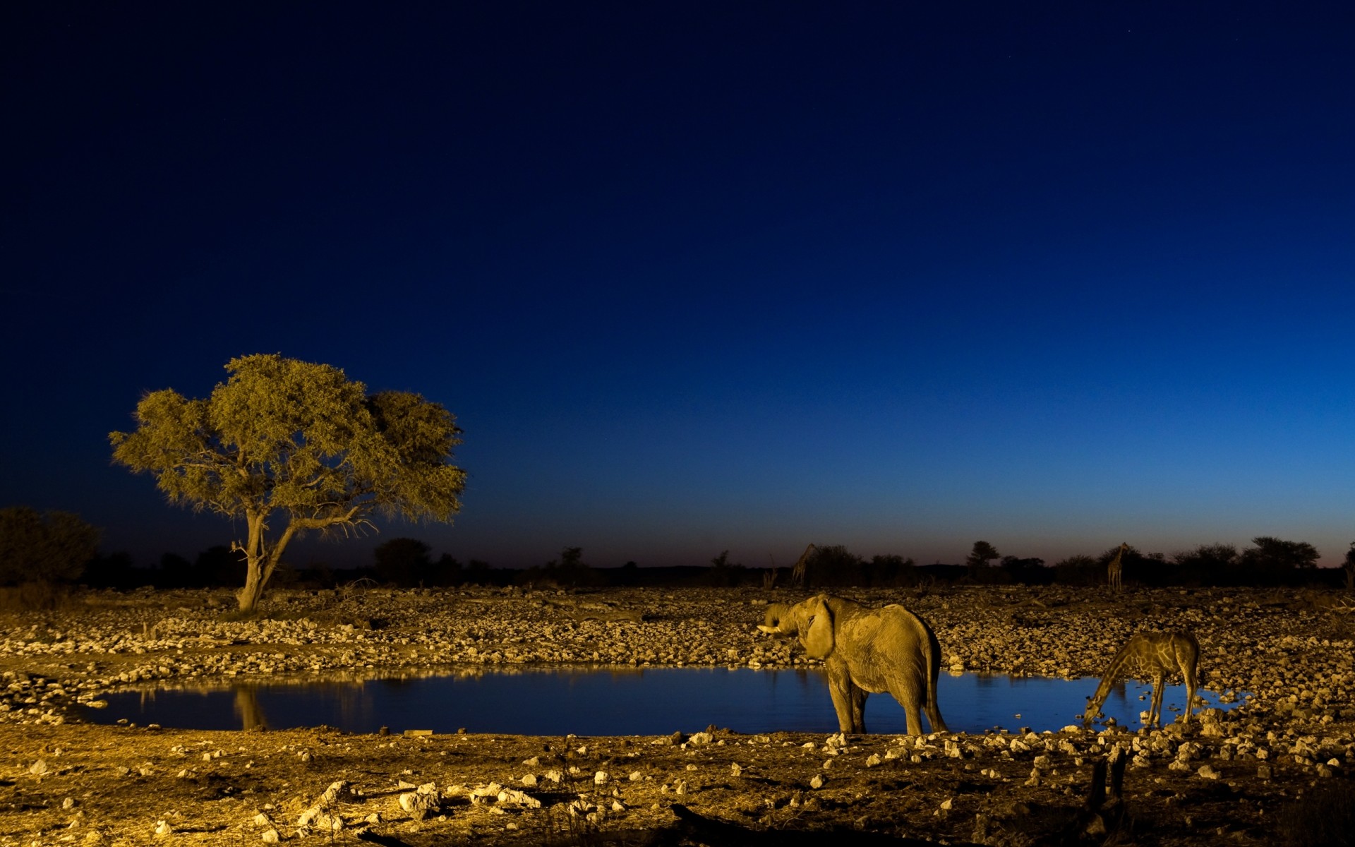 Night in Africa Desktop wallpapers 1920x1200