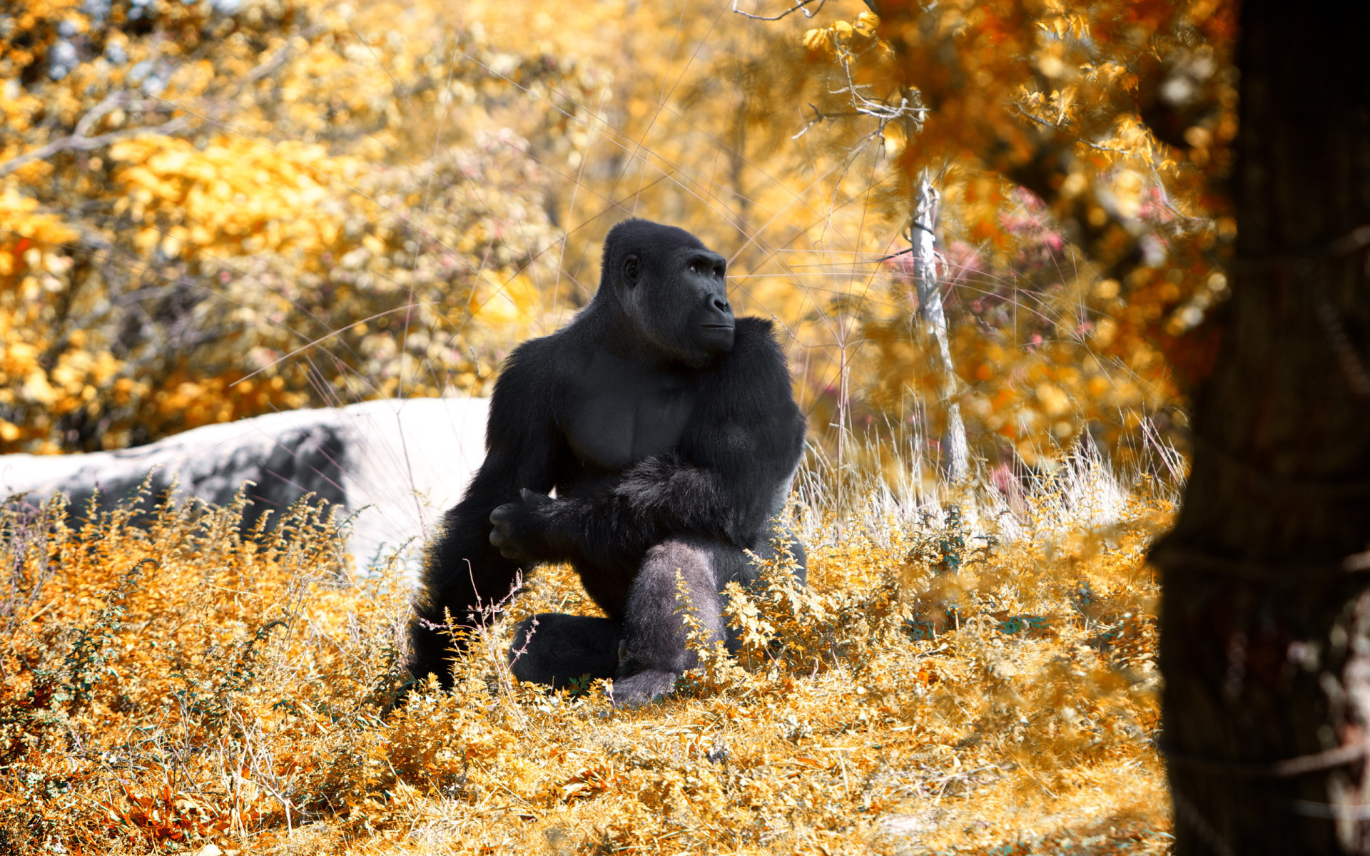 Gorilla in the autumn