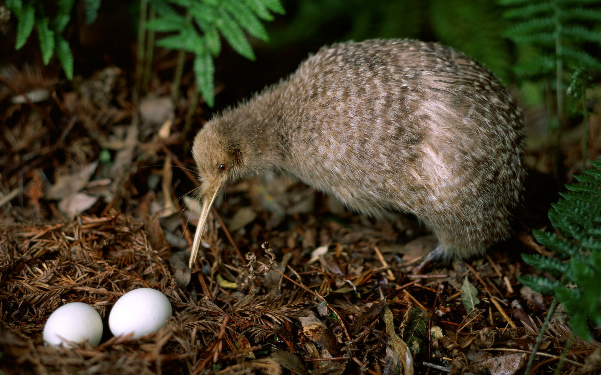 Kiwi bird wallpapers and images - wallpapers, pictures, photos