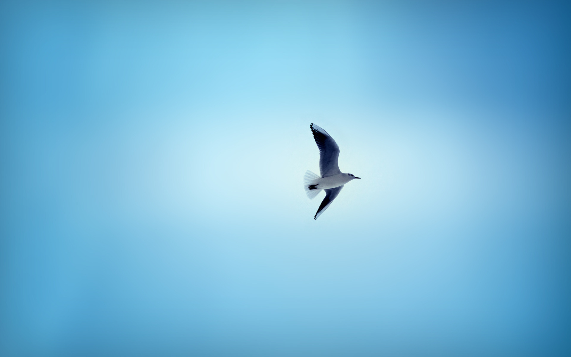 Seagull In The Sky Wallpapers And Images Wallpapers Pictures Photos