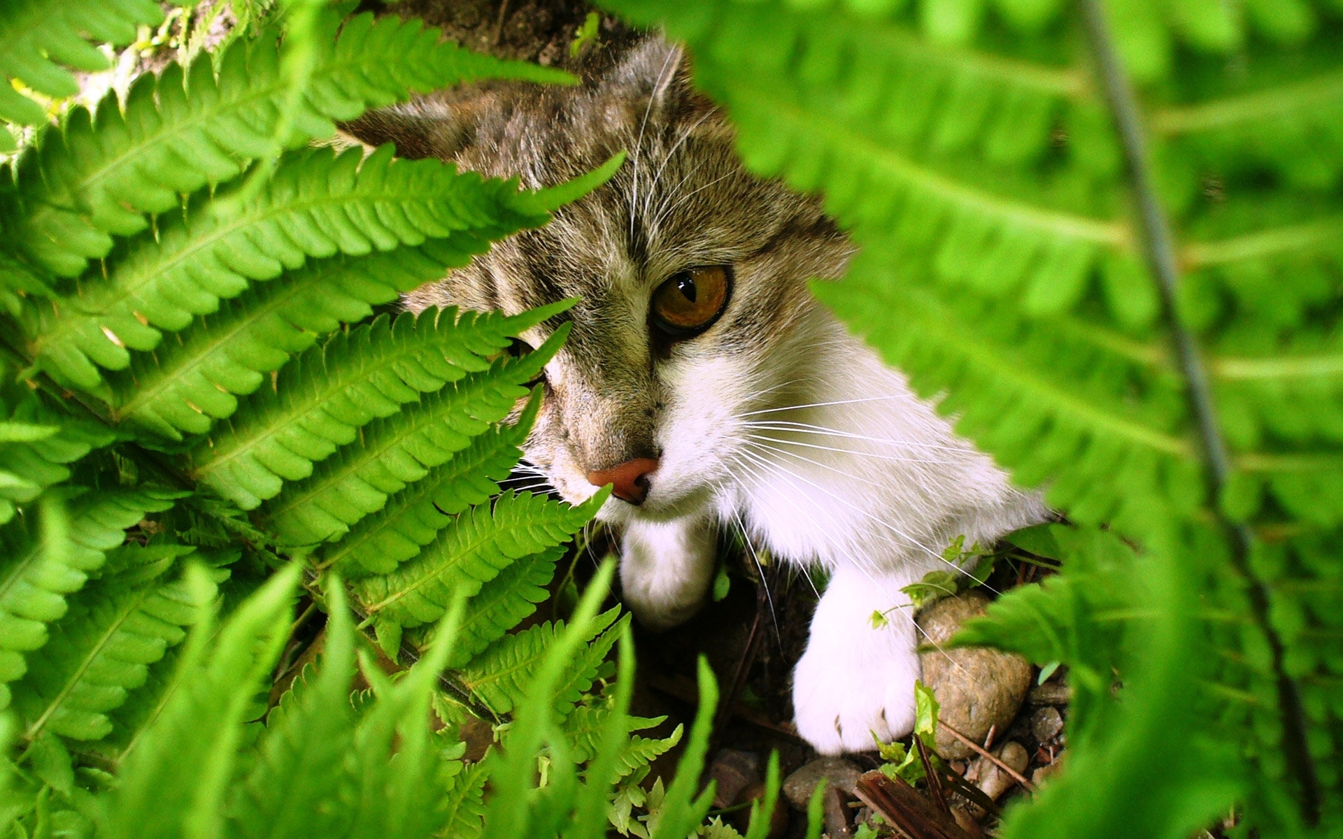 Cat among the leaves wallpapers and images - wallpapers, pictures, photos
