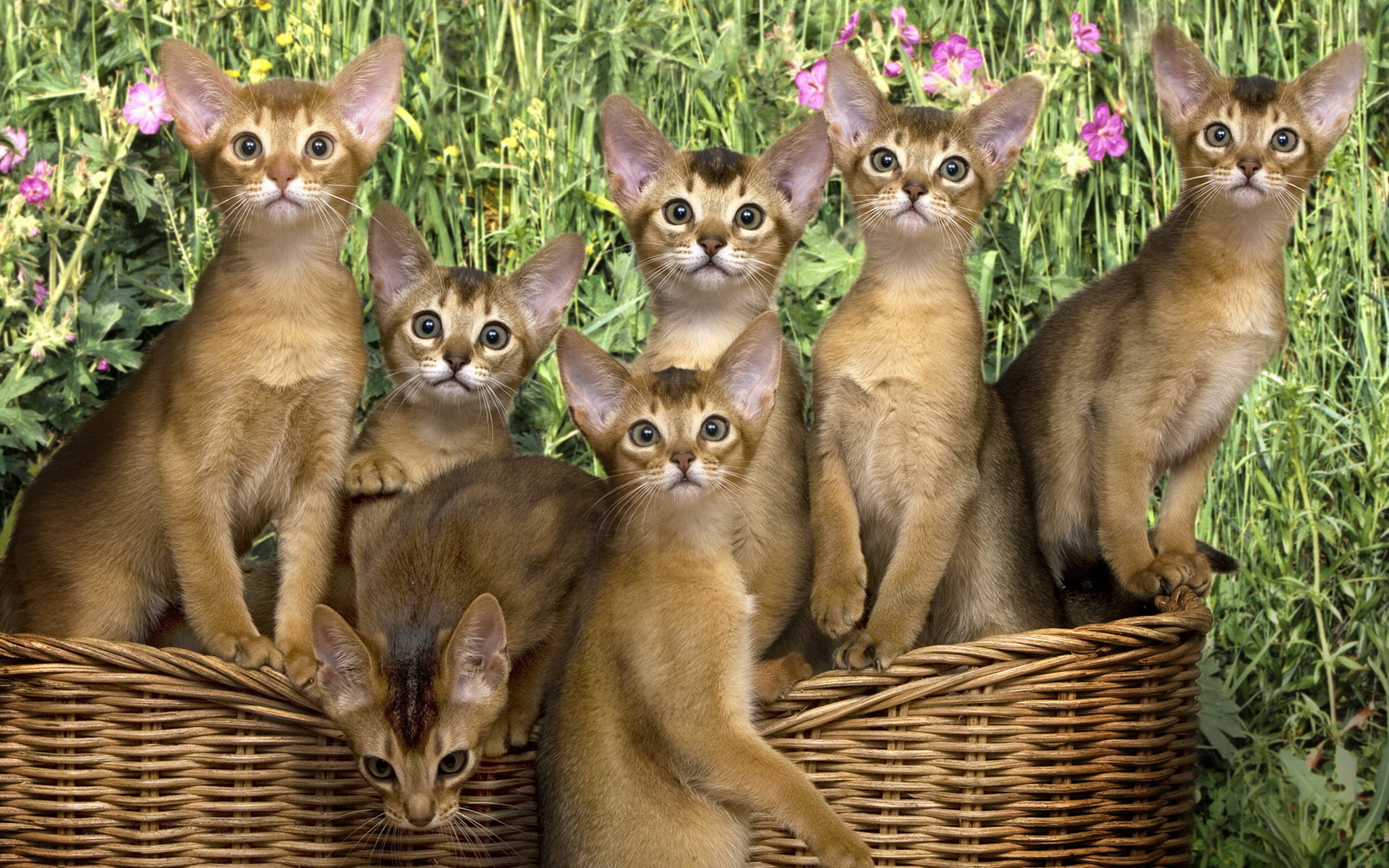 Cats in a basket wallpapers and images wallpapers, pictures, photos