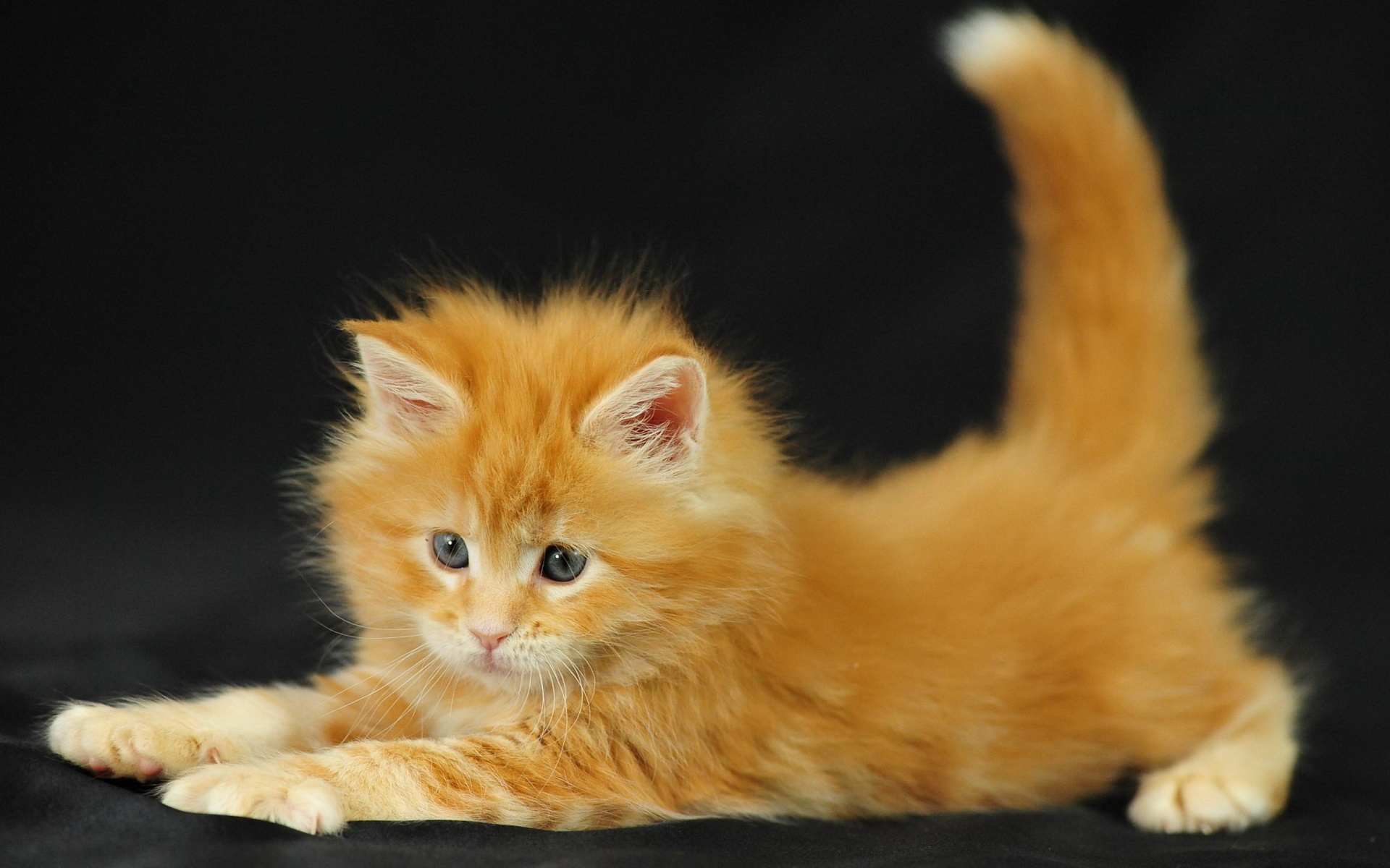 Ginger kitten wallpapers and images wallpapers, pictures, photos