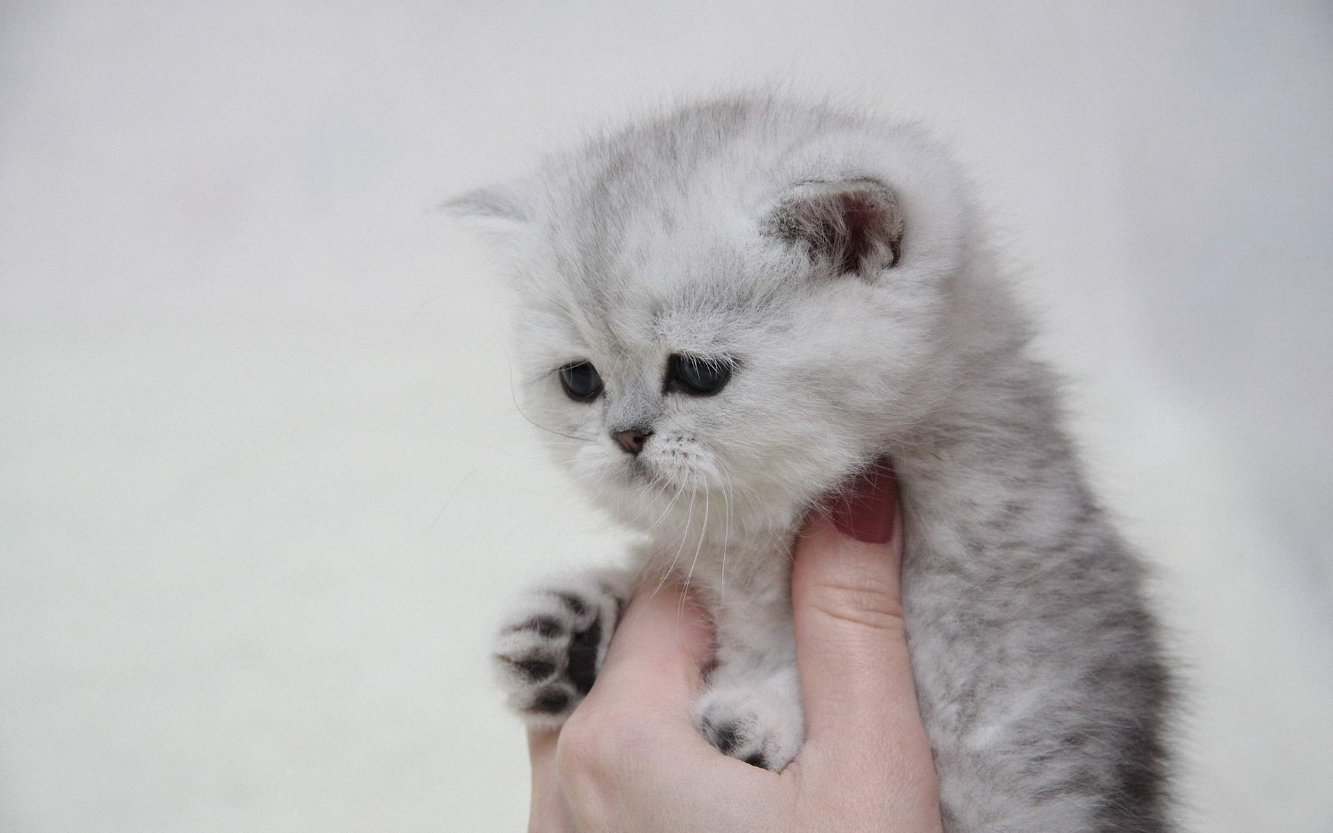 Котенок в руке
