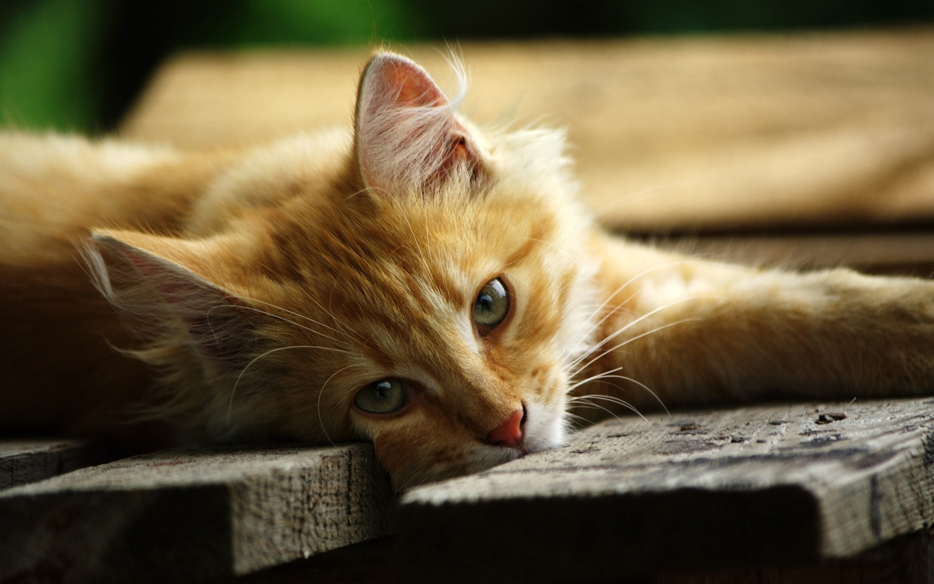Kitten on a bench wallpapers and images - wallpapers, pictures, photos