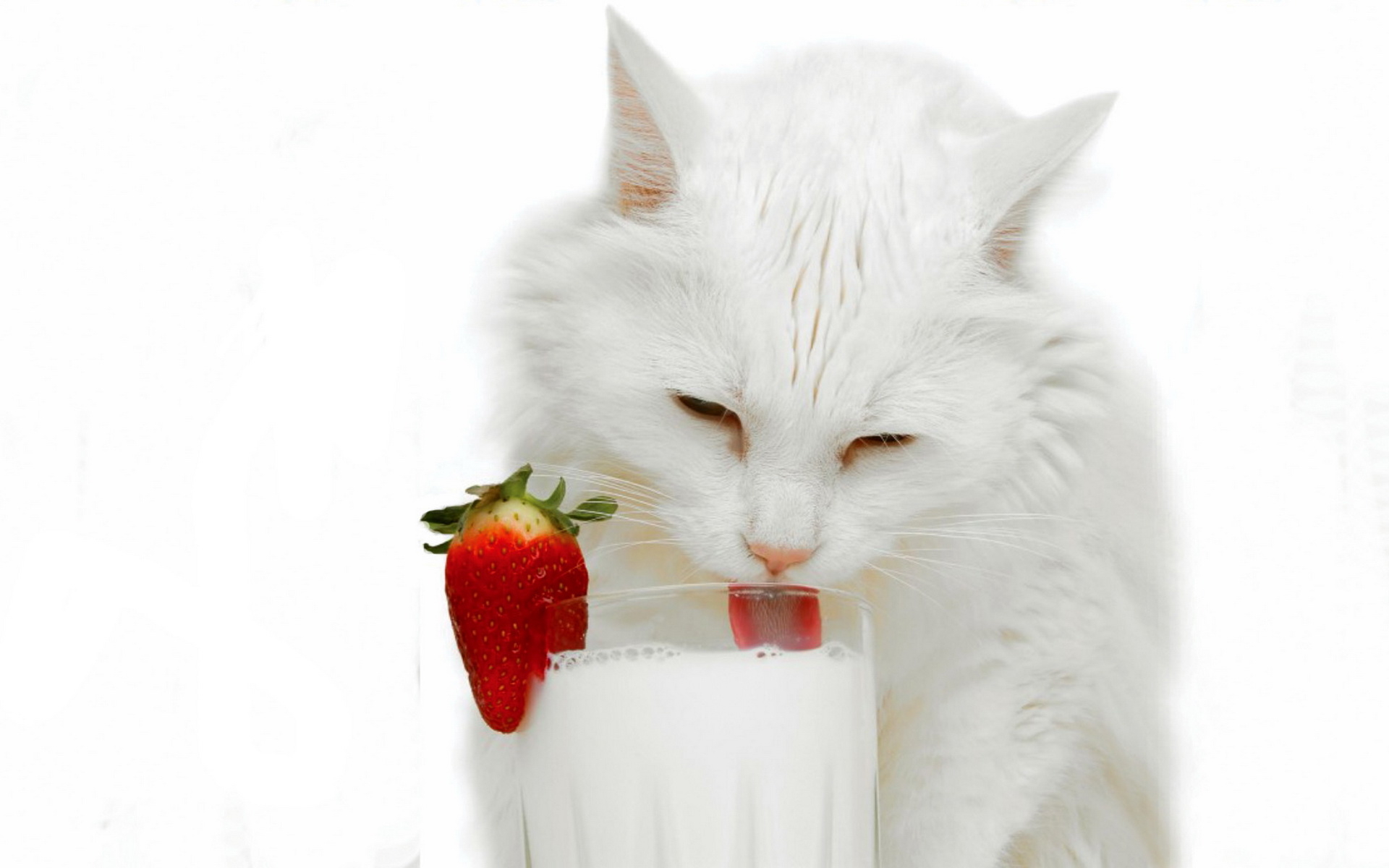 http://www.zastavki.com/pictures/1920x1200/2011/Animals_Cats_White_cat_and_milk_030932_.jpg