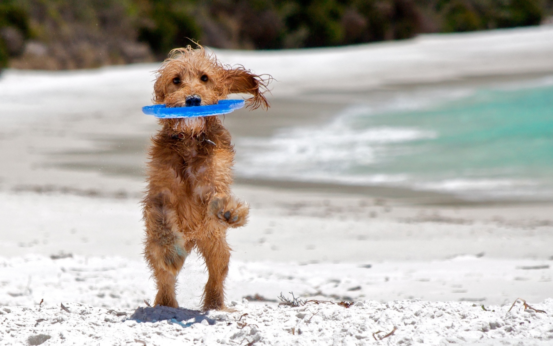 Dog on the beach wallpapers and images wallpapers, pictures, photos
