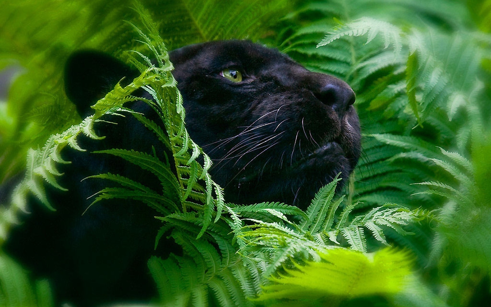 Пантера