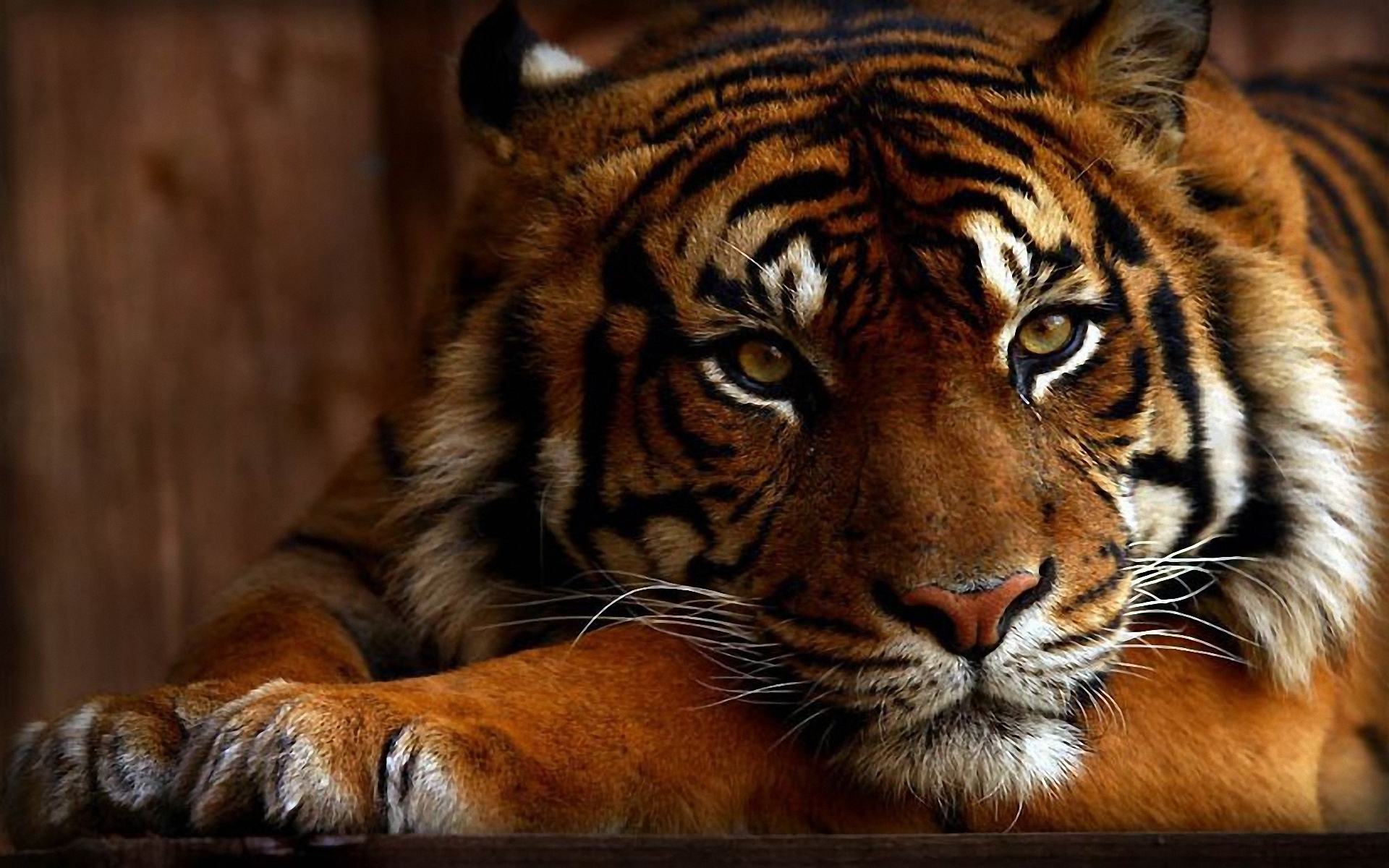 Tiger wallpapers and images - wallpapers, pictures, photos