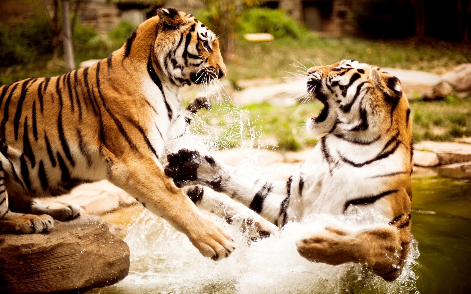 Wild animals tigers