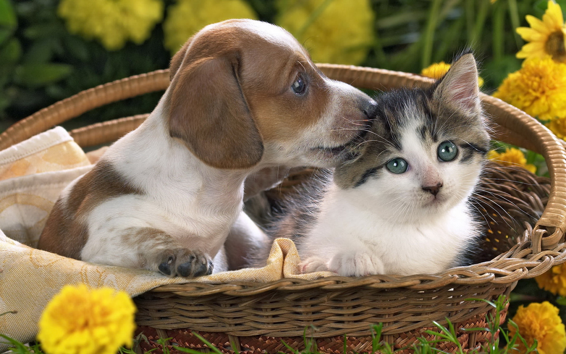 Puppy and kitten wallpapers and images wallpapers, pictures, photos