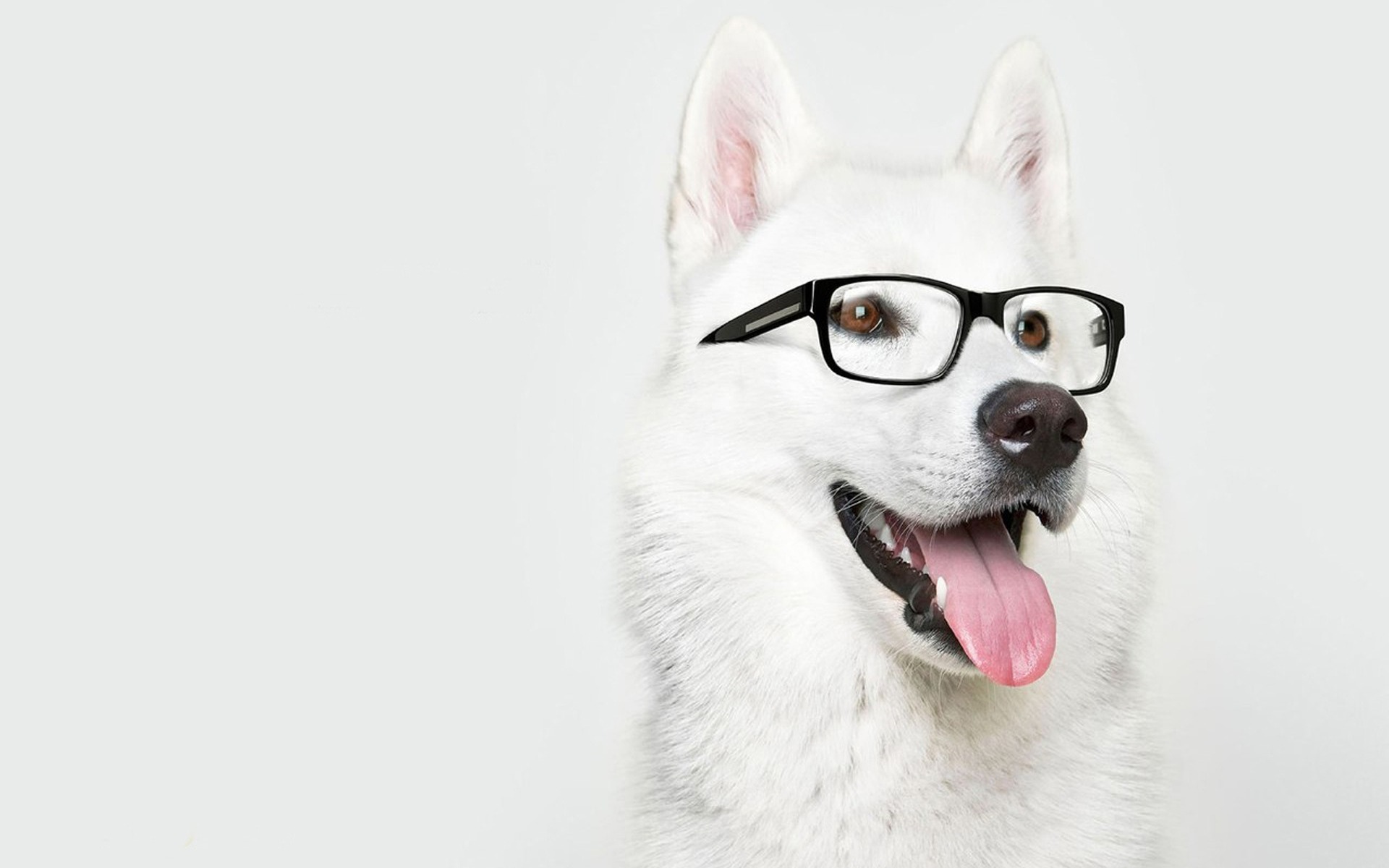 Dog with Glasses wallpapers and images - wallpapers, pictures, photos