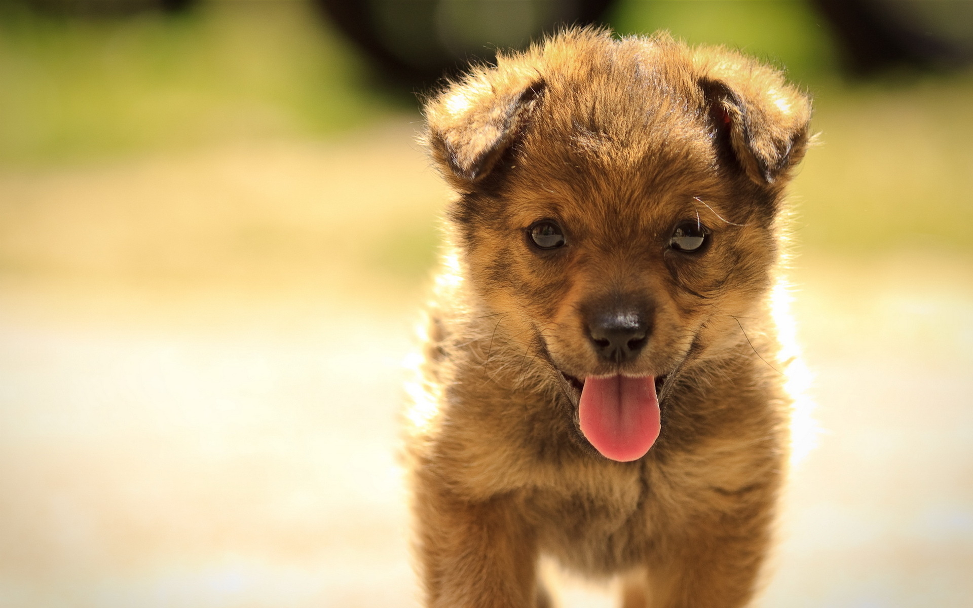 Little puppy wallpapers and images - wallpapers, pictures, photos