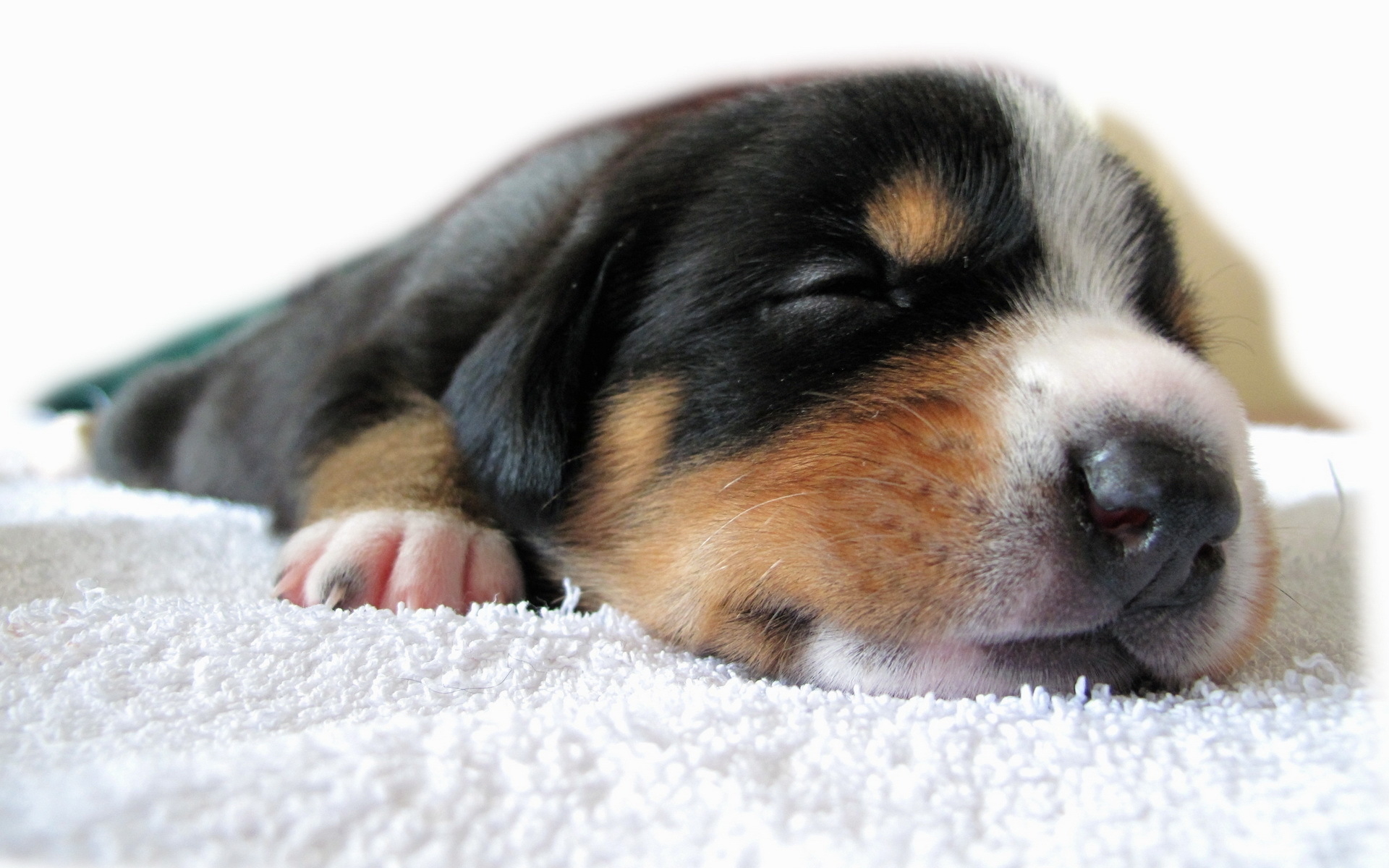 Animals_Dogs_Sleeping_puppy_033428_.jpg