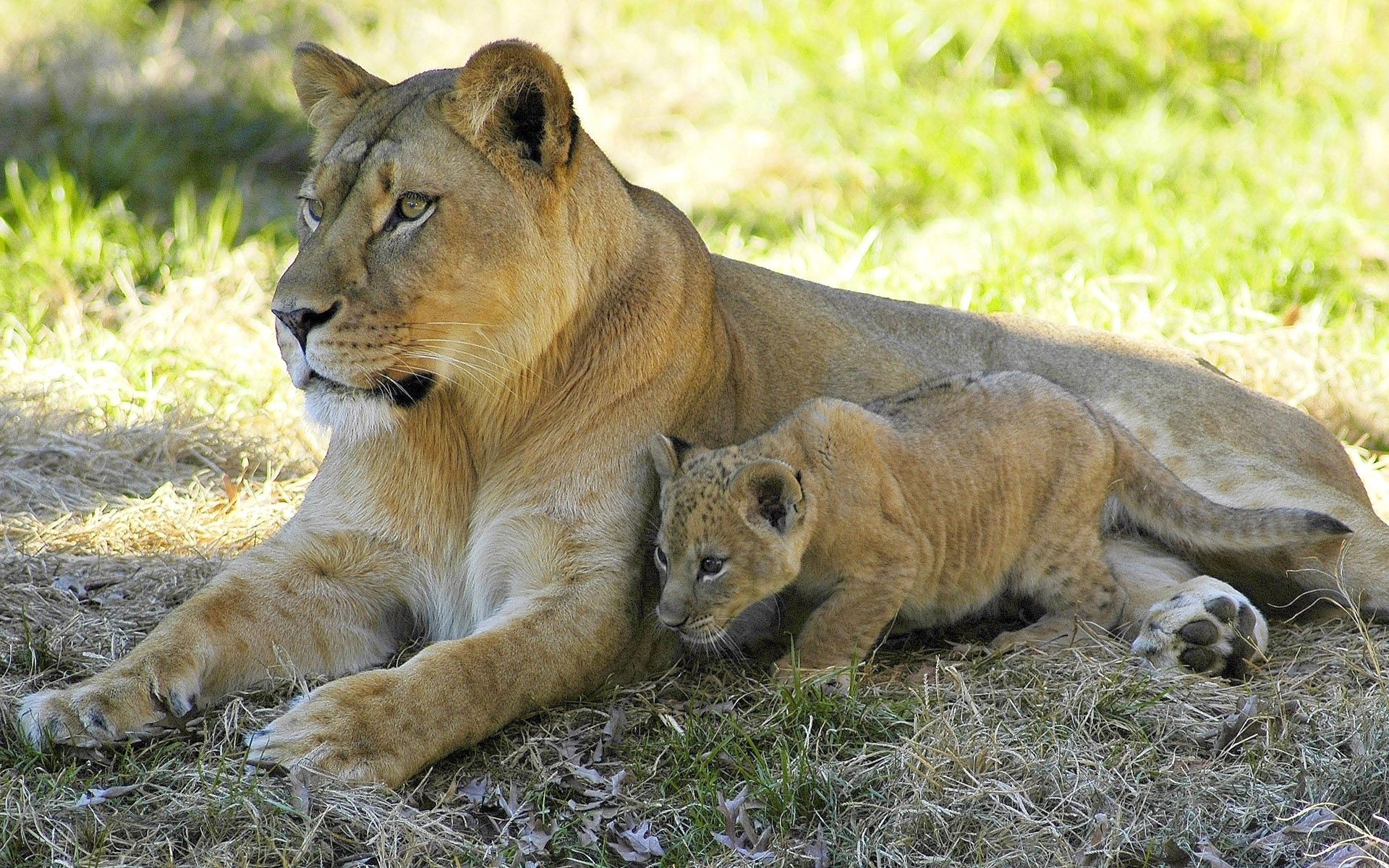 Lioness and the baby