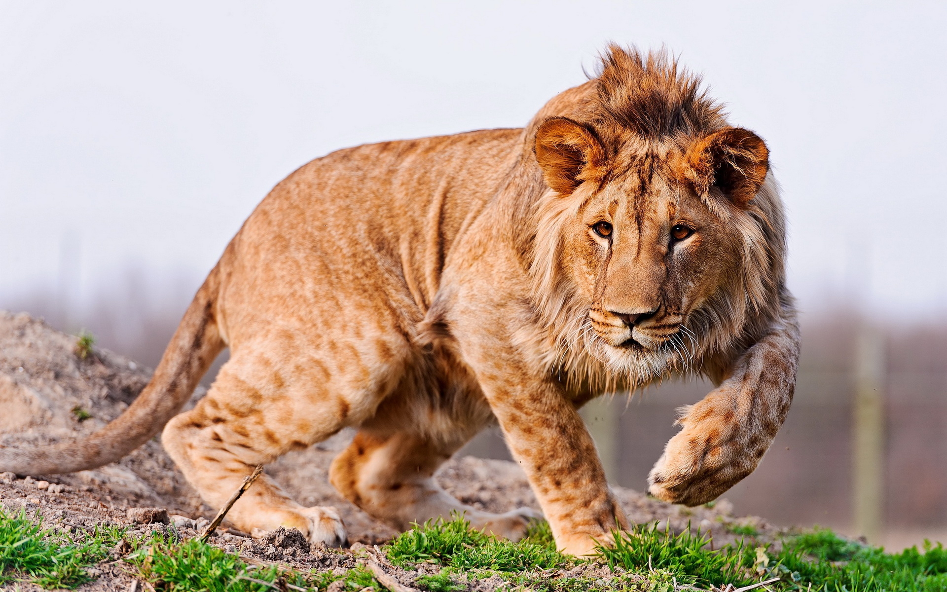 Animals_Lions__tigers__wild_cats__034224_