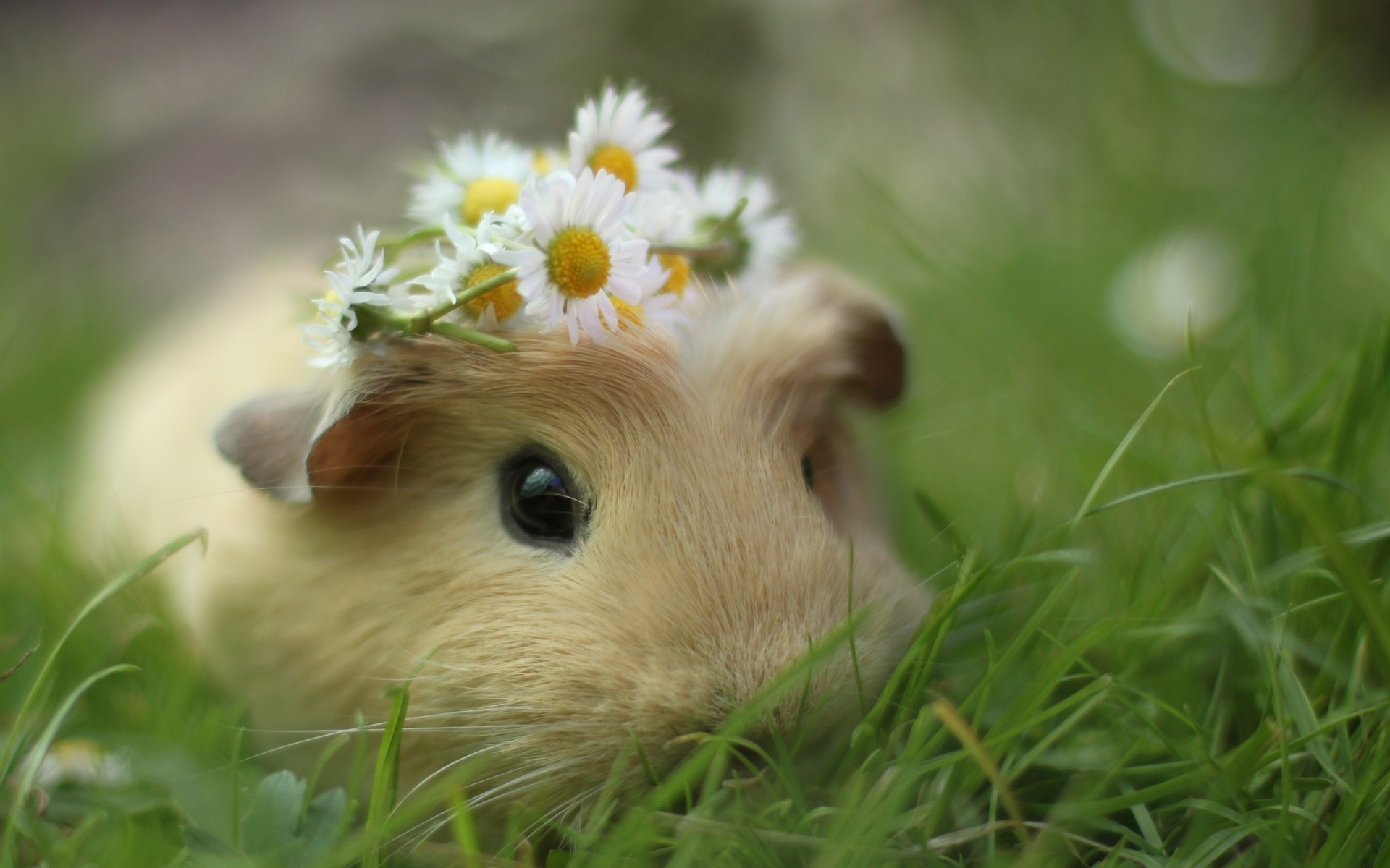 Guinea pig wallpapers and images - wallpapers, pictures, photos