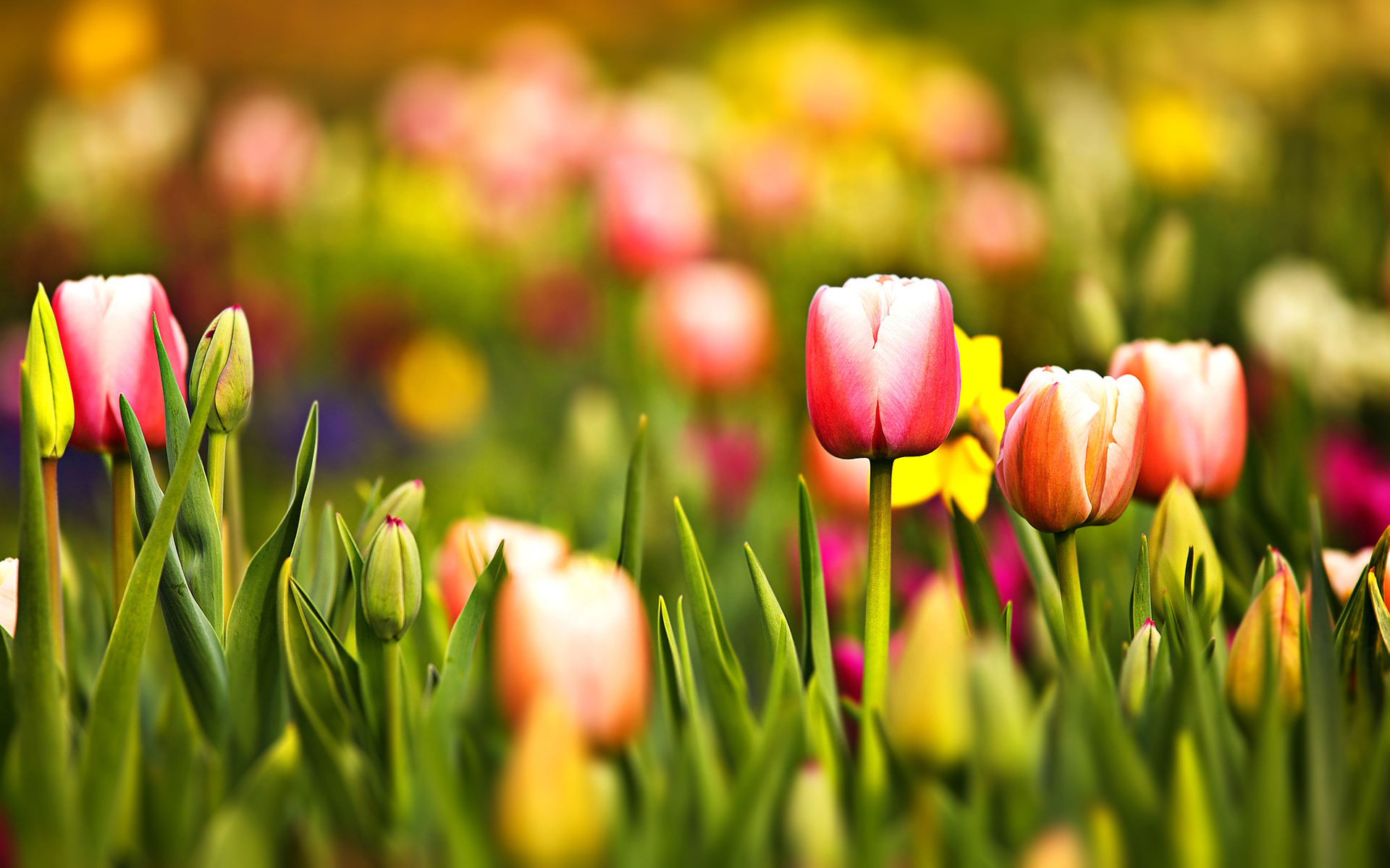 blooming tulips wallpapers and images - wallpapers ...
 Images Of Nature And Flowers