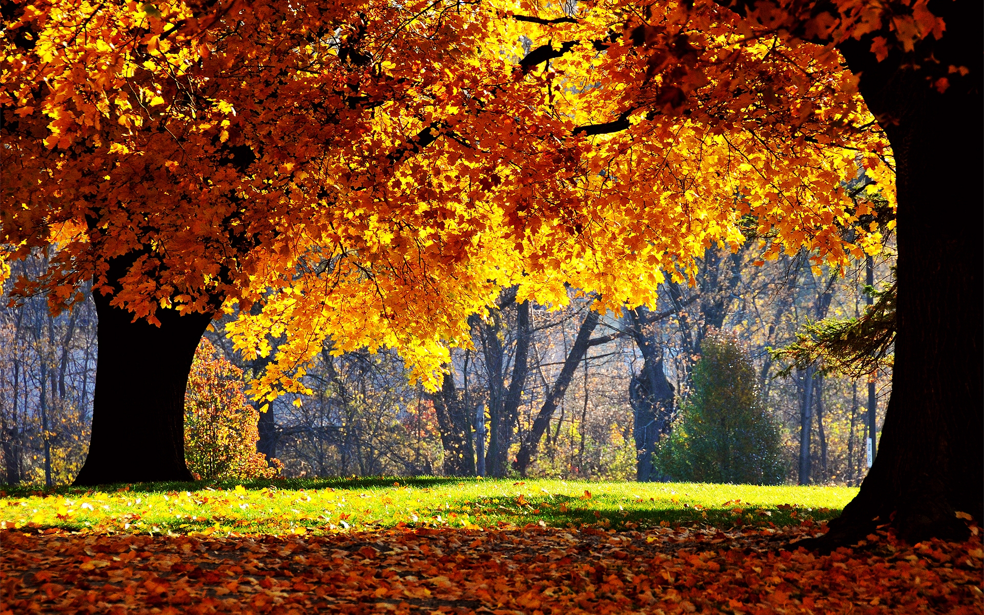 Nature_Seasons_Autumn_Indian_summer_0348