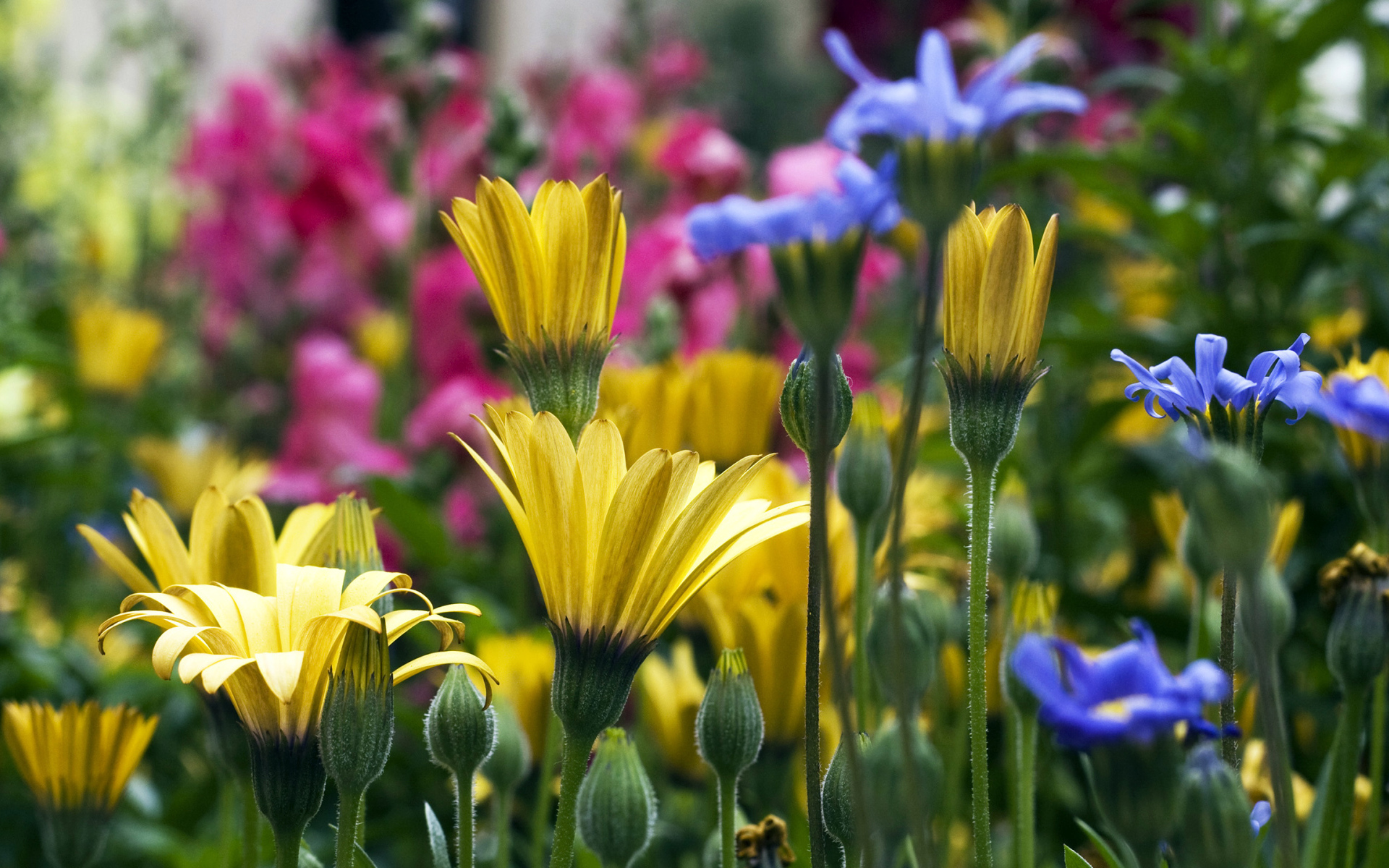 Yellow blue and pink flowers