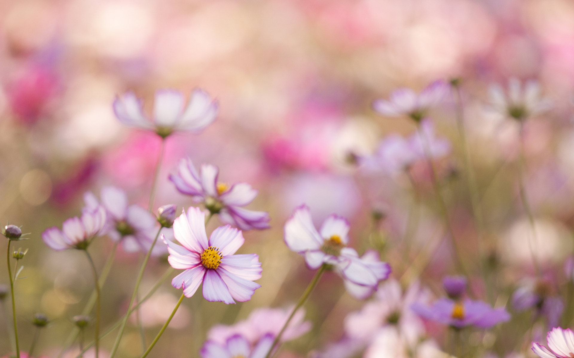 На поляне красивые цветы космея