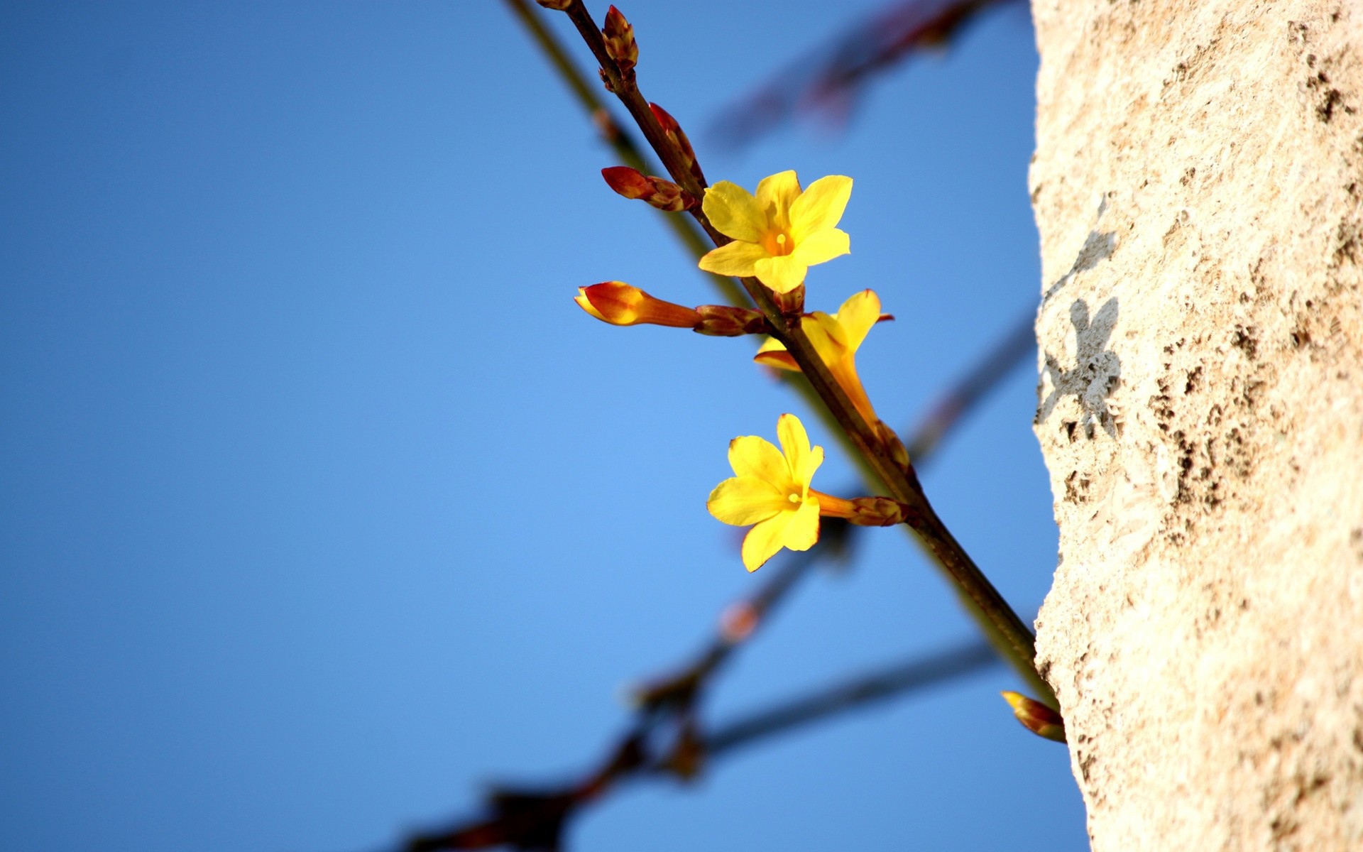 	   Yellow flowers on a branch