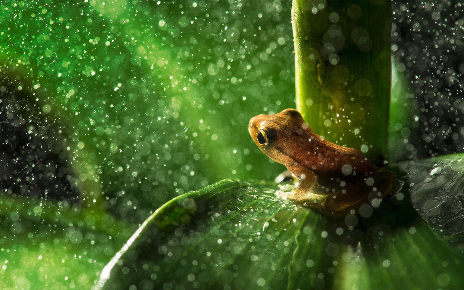 Лягушка пережидает дождь сидя на листике