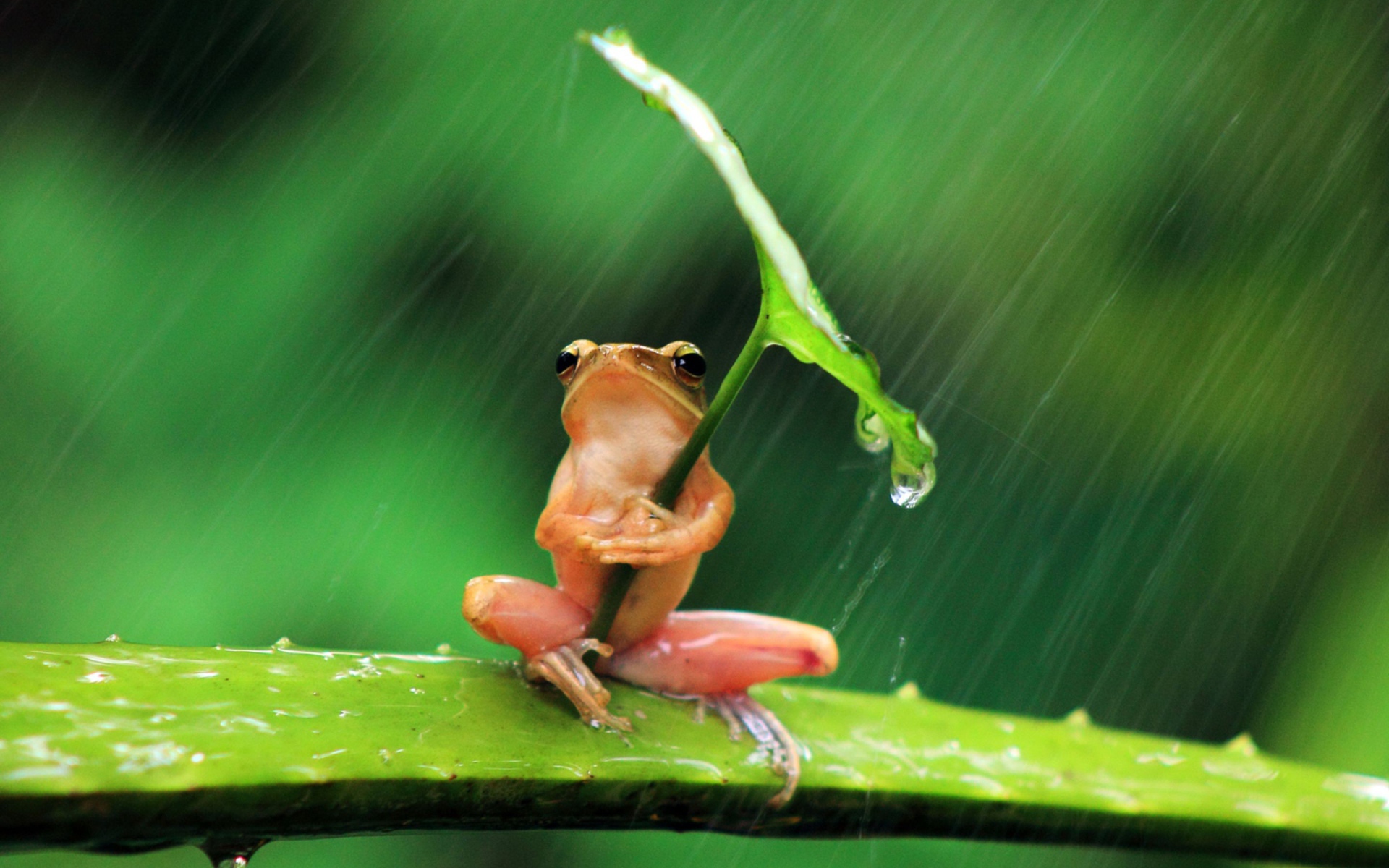 Розовая лягушка прикрылась листом от дождя