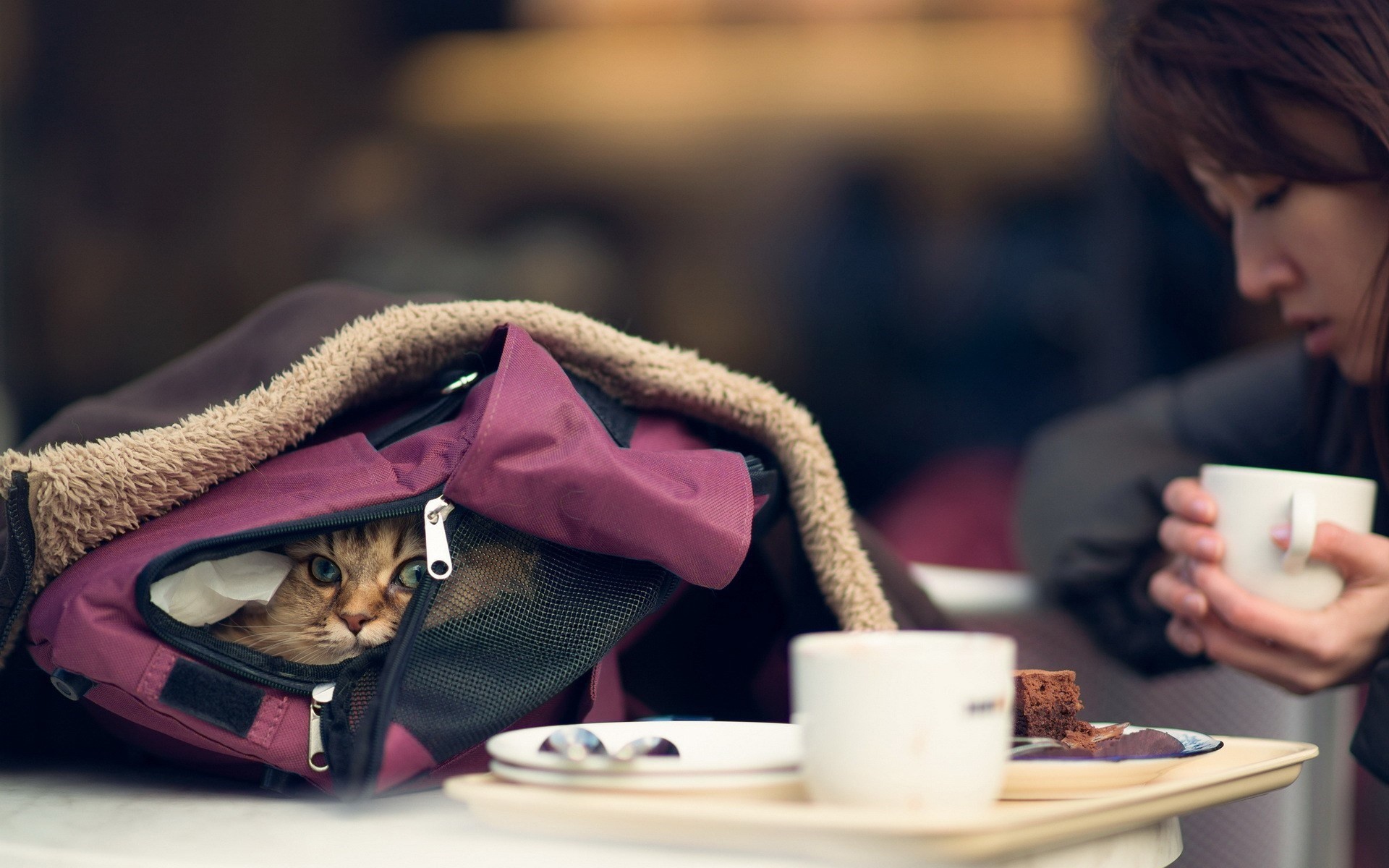 Кот спрятался в рюкзаке у девушки
