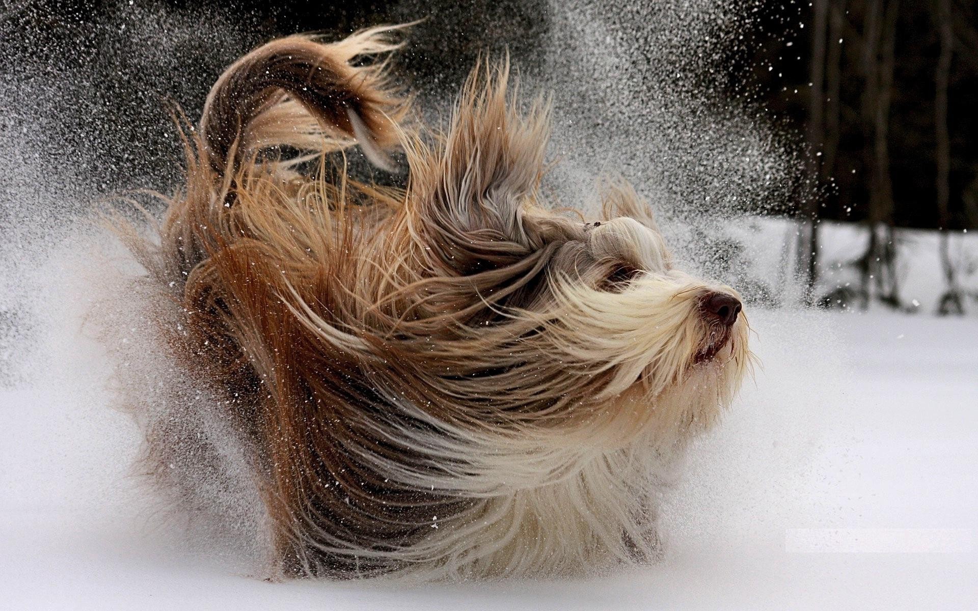 Счастливая собака с длинной шерстью играет в снегу