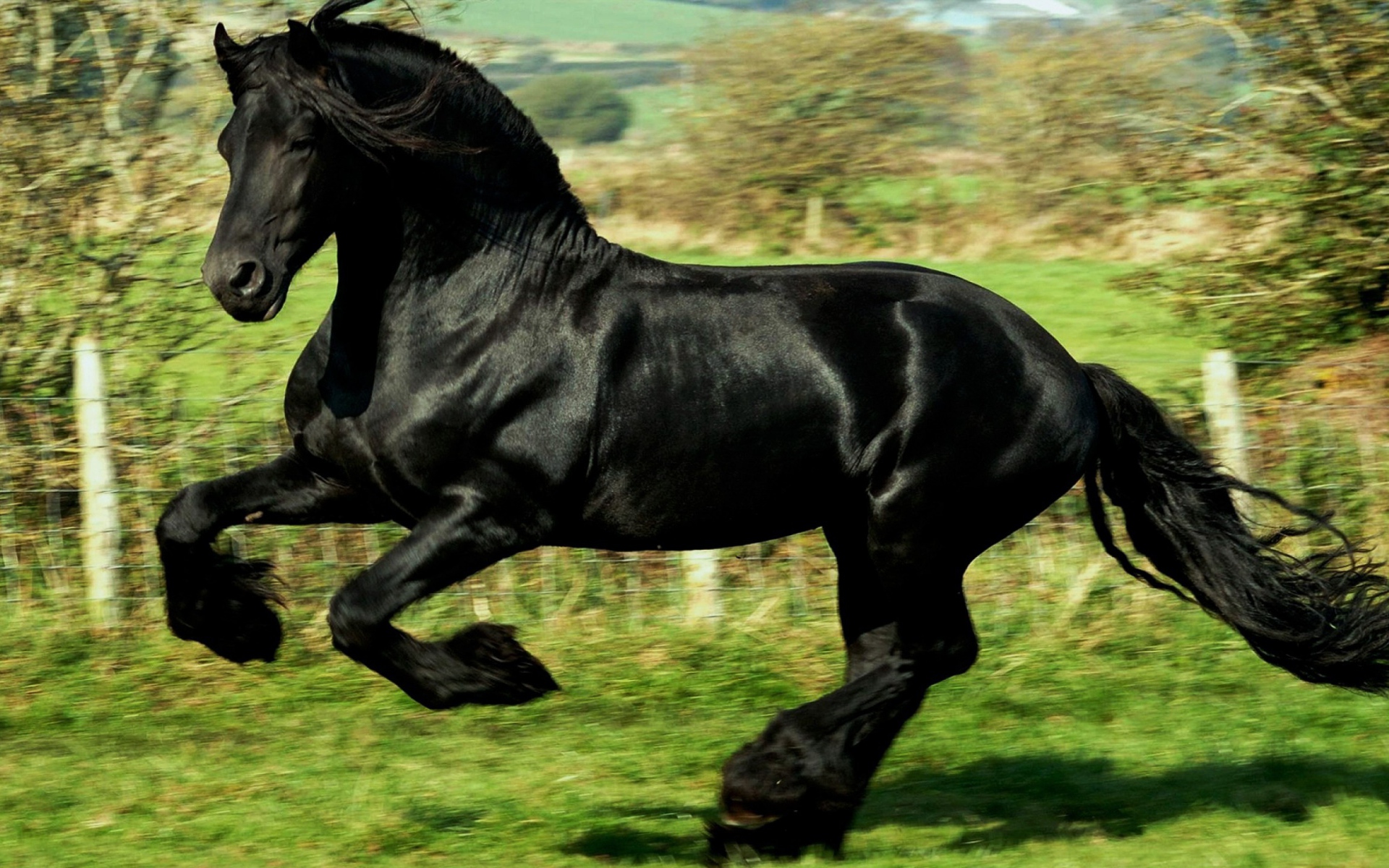 Black as night horse