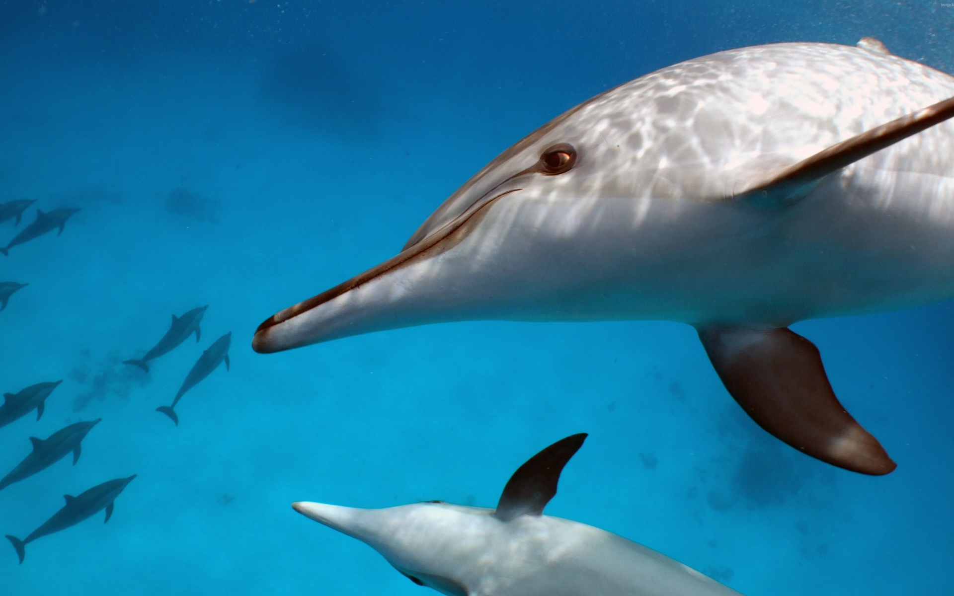 Пара белых дельфинов под водой