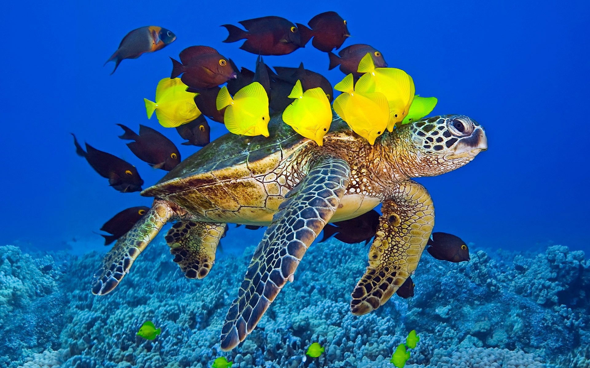 Черепаха плывет в окружении желтых рыб