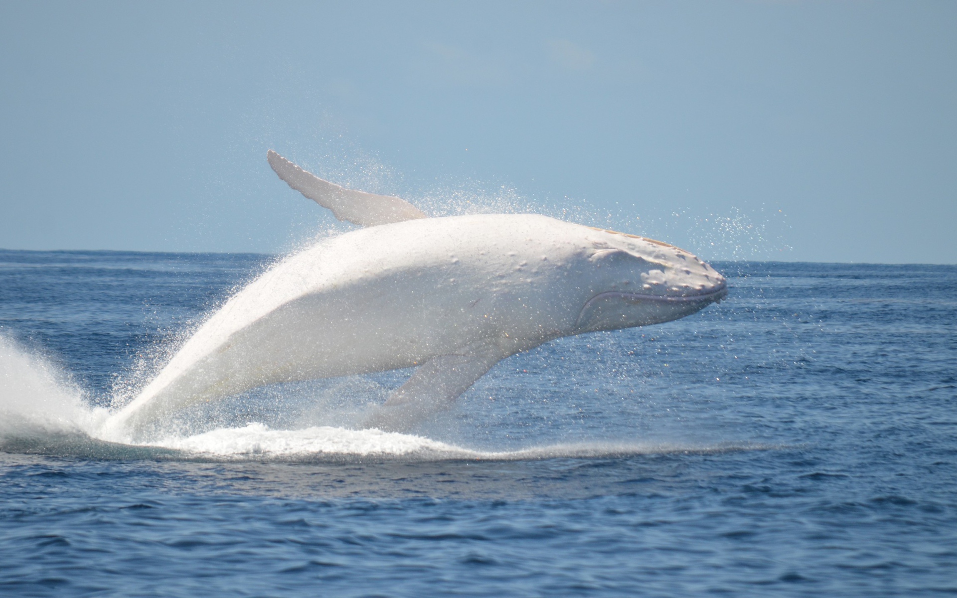 Белый кит в море