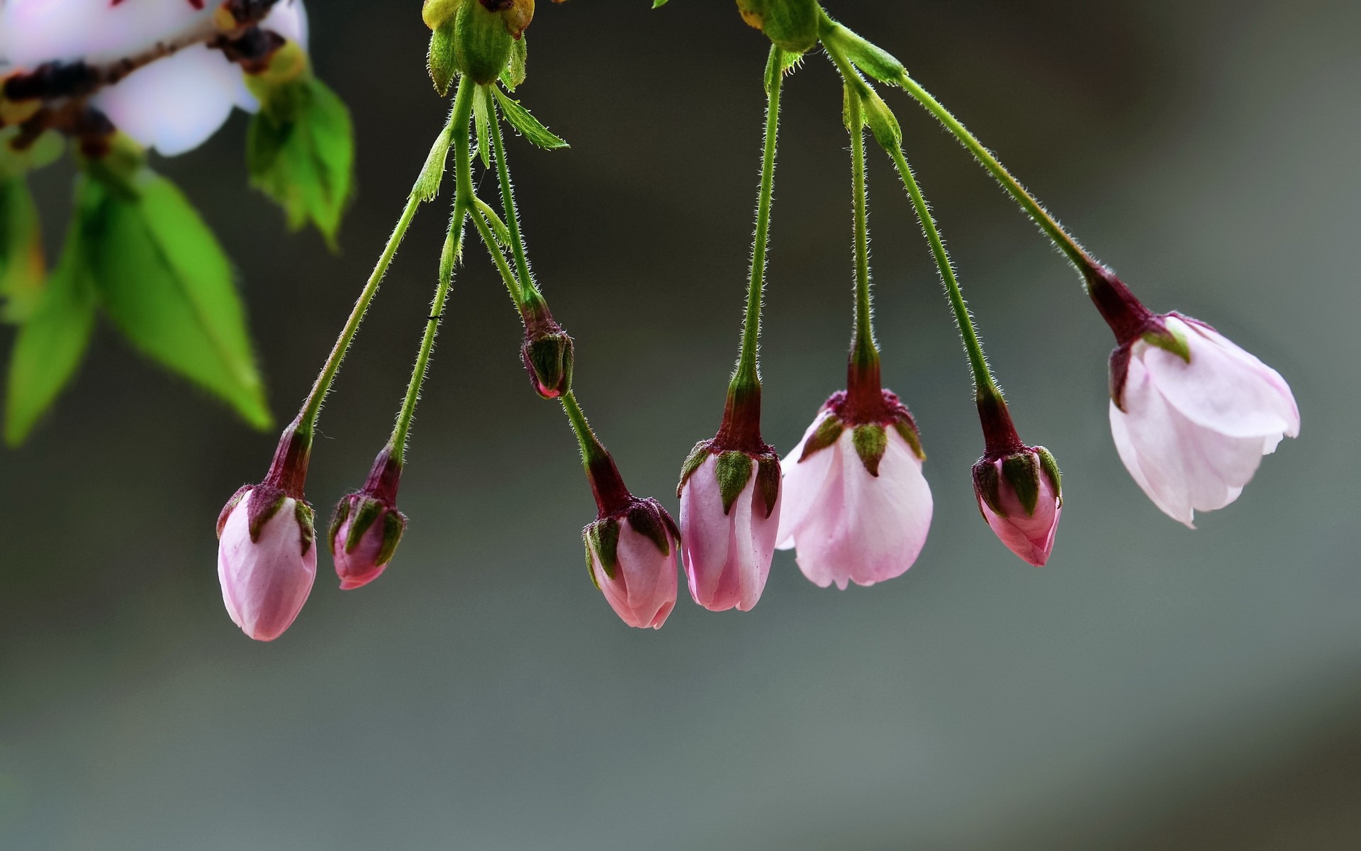 Две кисточки распускающихся цветов сакуры