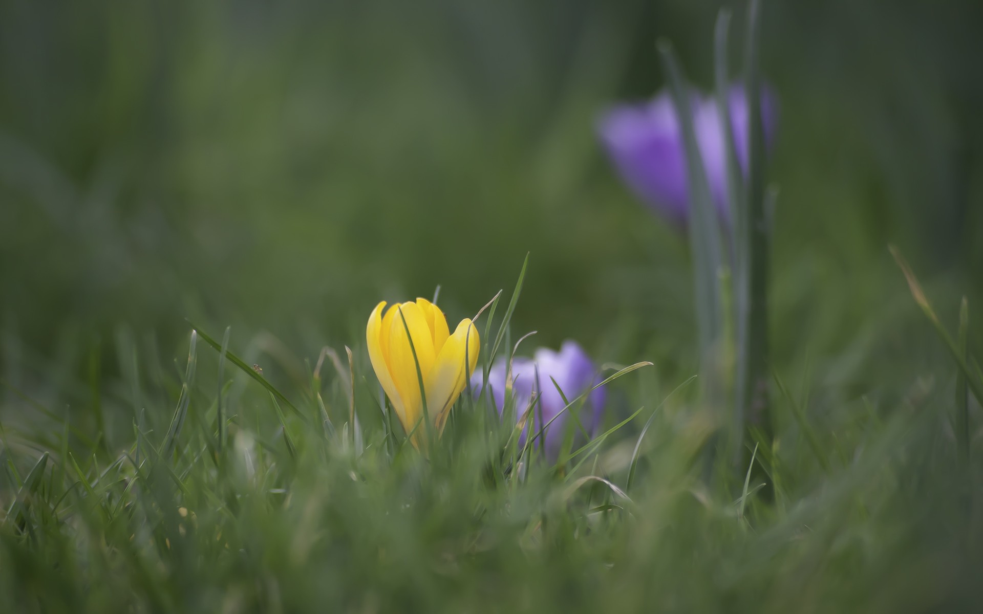 Желтый и голубой цветок в зеленой траве