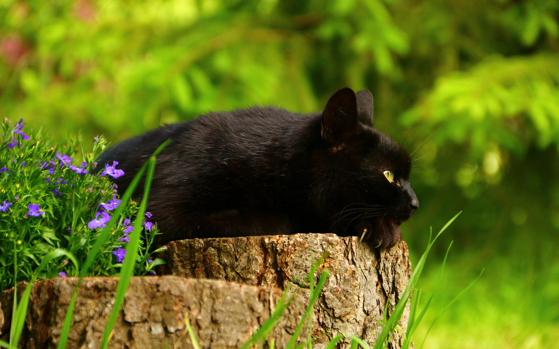 Красивый черный кот лежит на пне 
