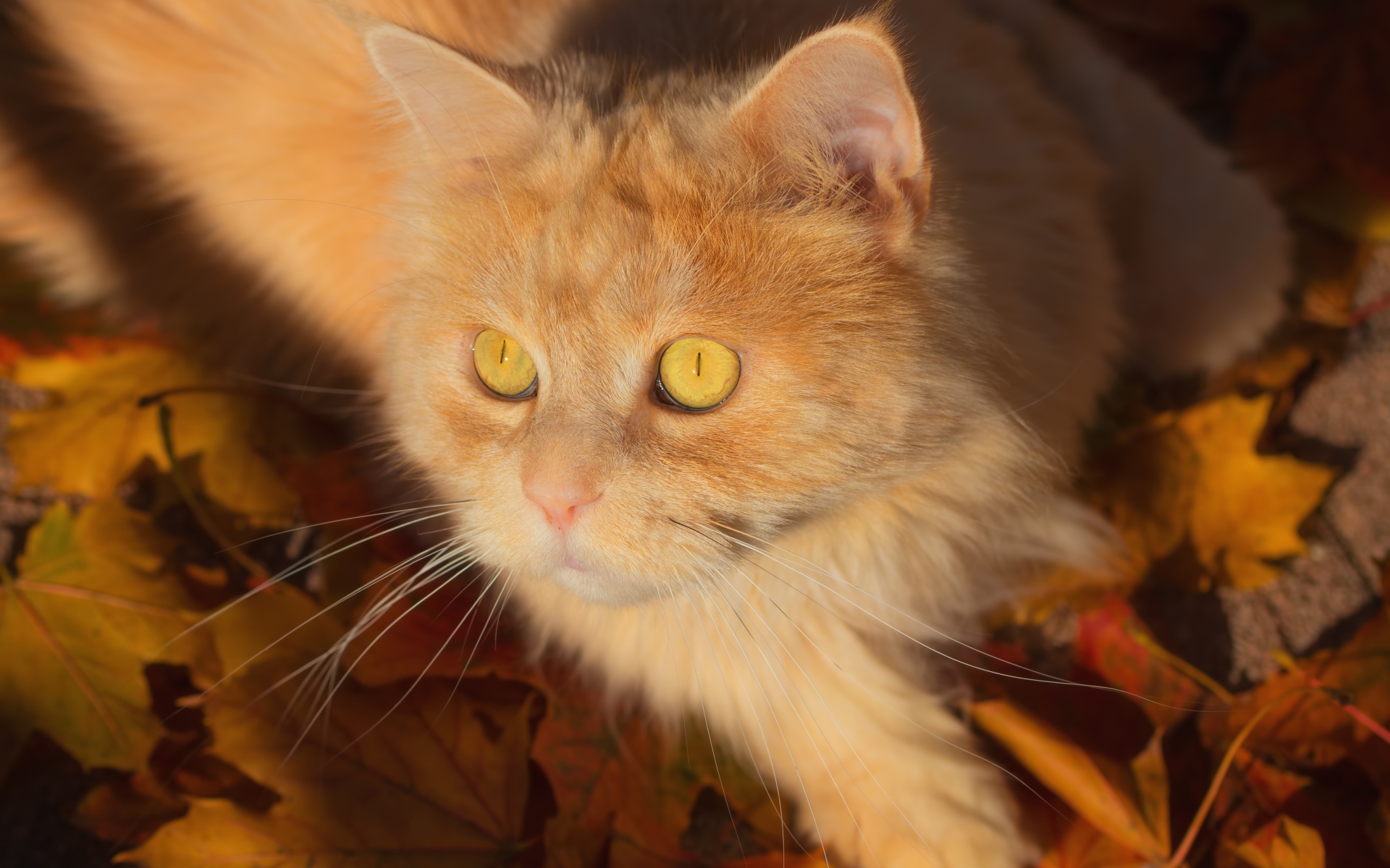 Beautiful red fluffy cat lies on a yellow grass