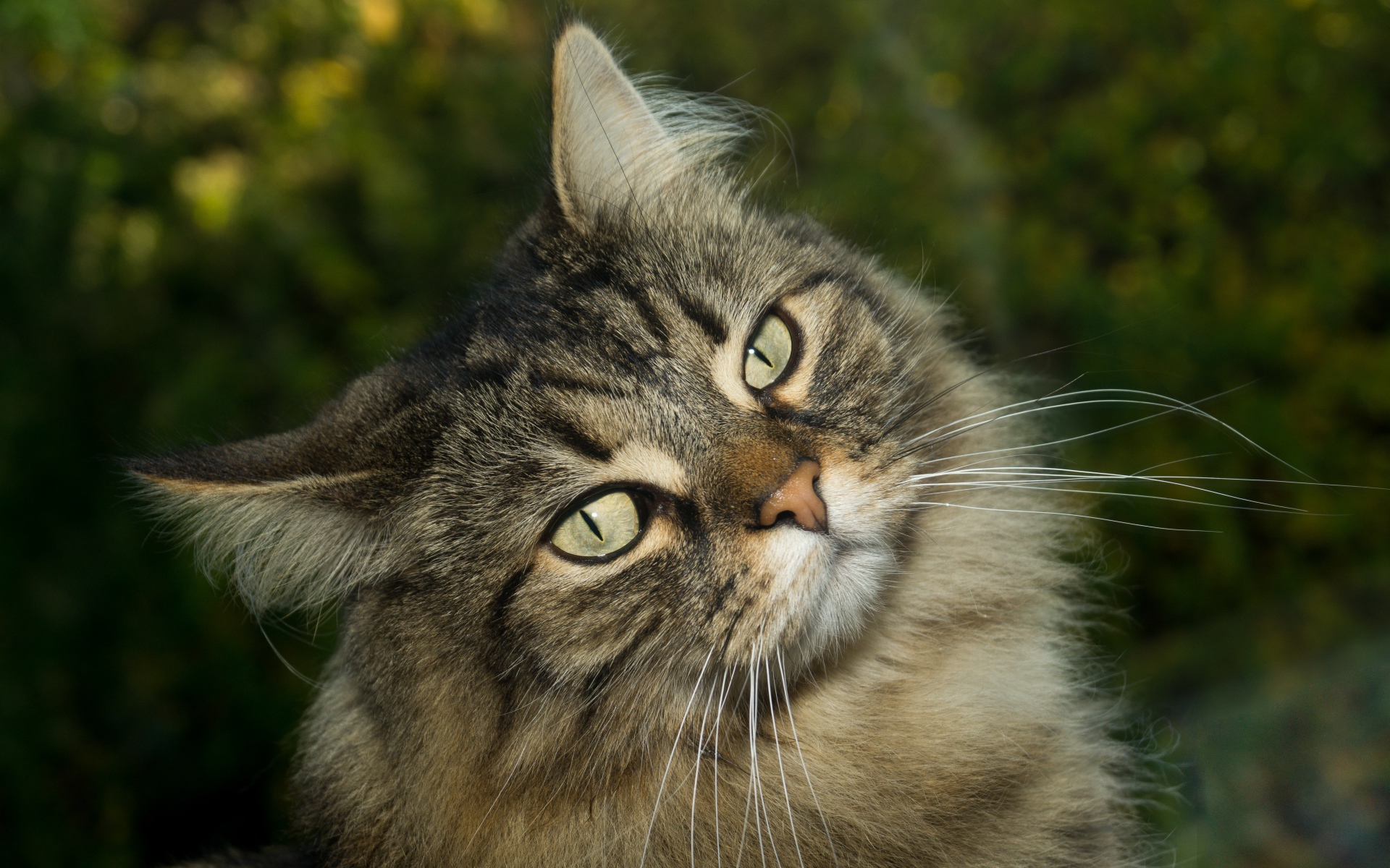 Морда пушистого серого кота с зелеными глазами