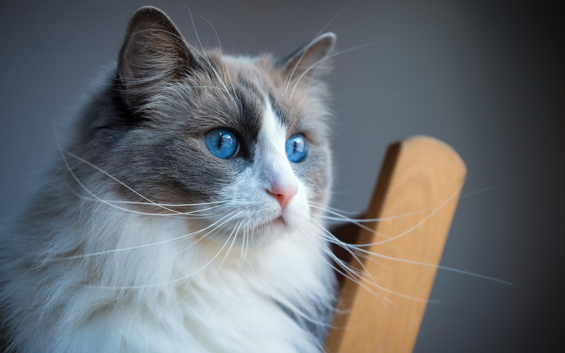 Пушистая кошка с красивыми голубыми глазами 