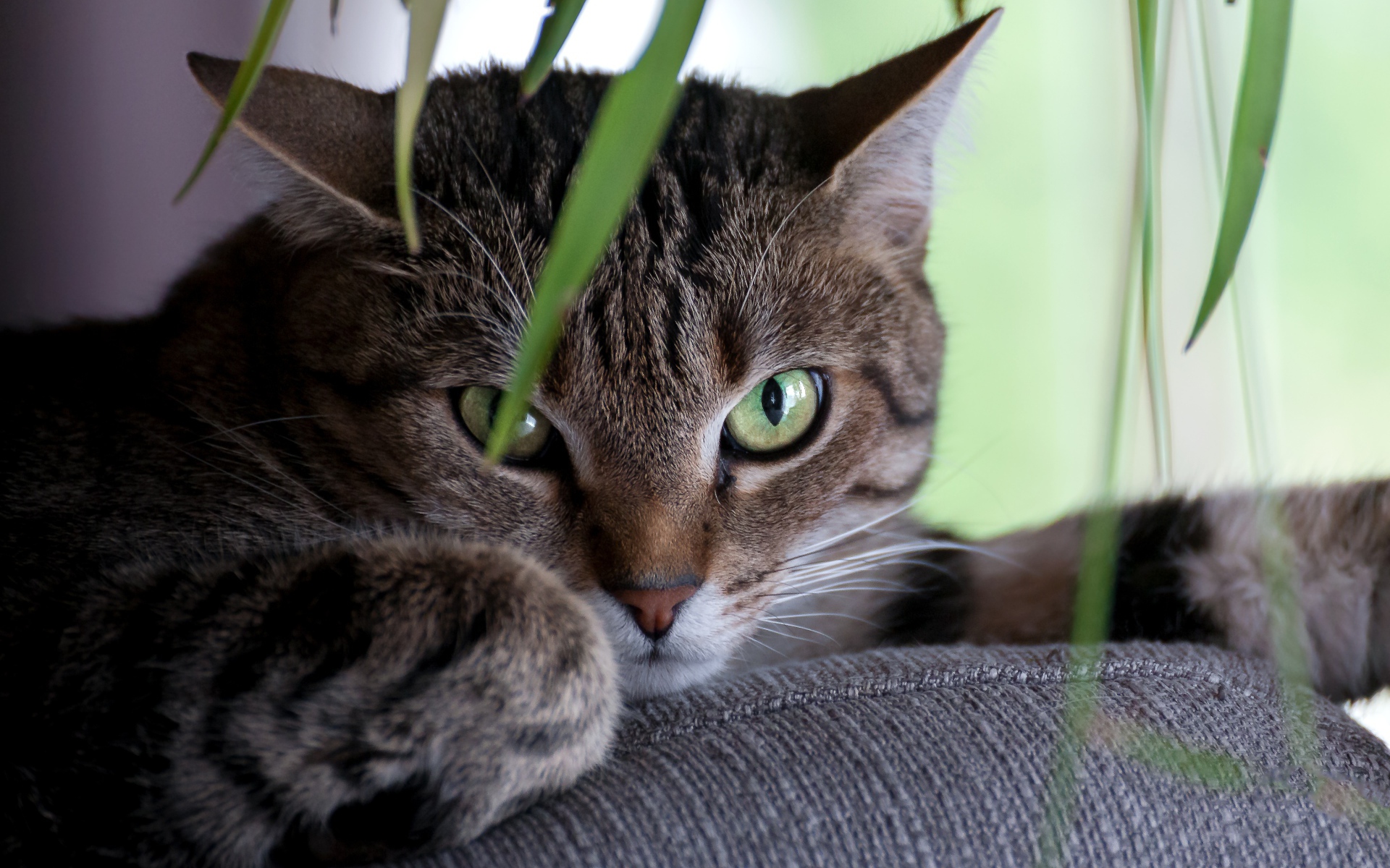 Зеленоглазый серый кот лежит на диване
