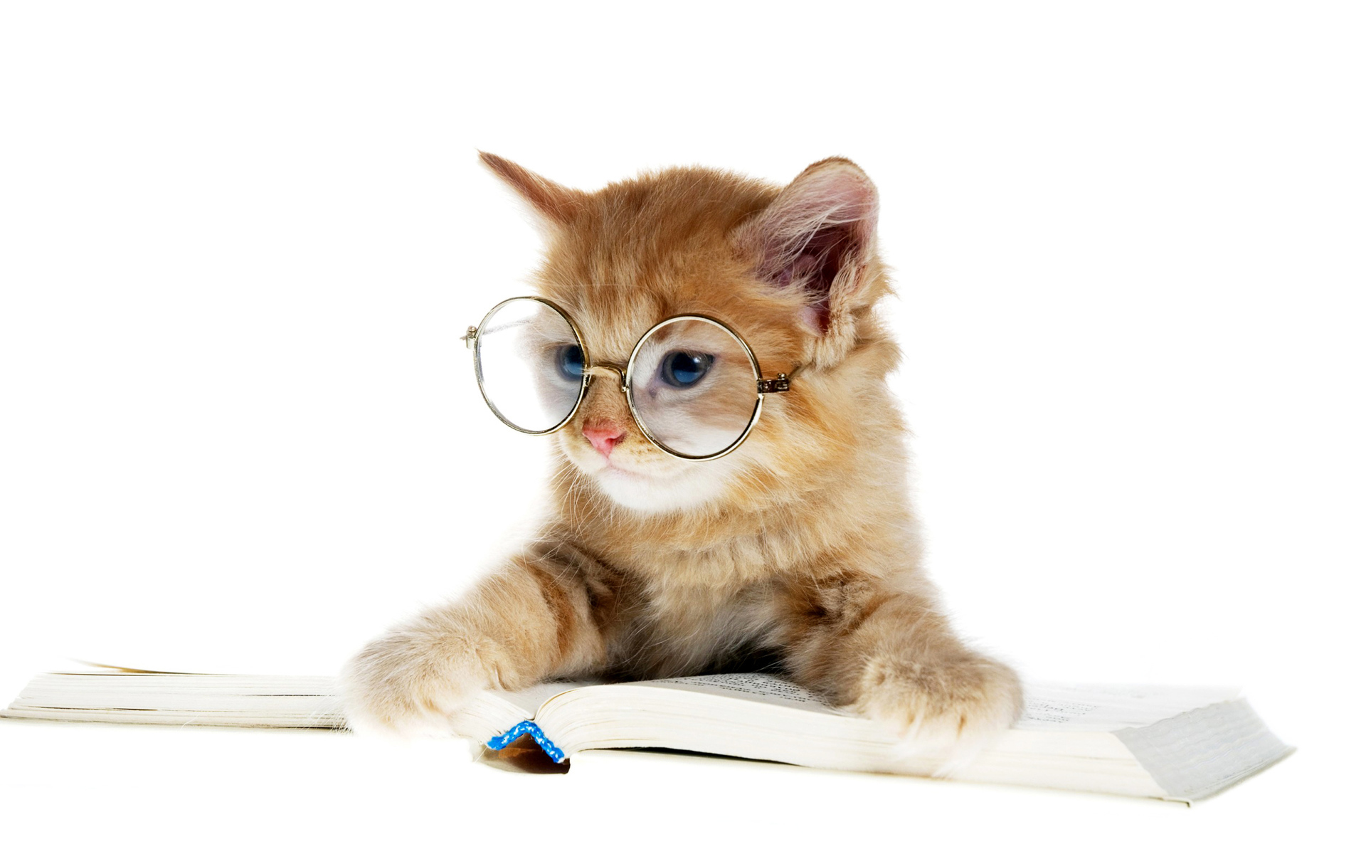Little kitten with glasses with a book